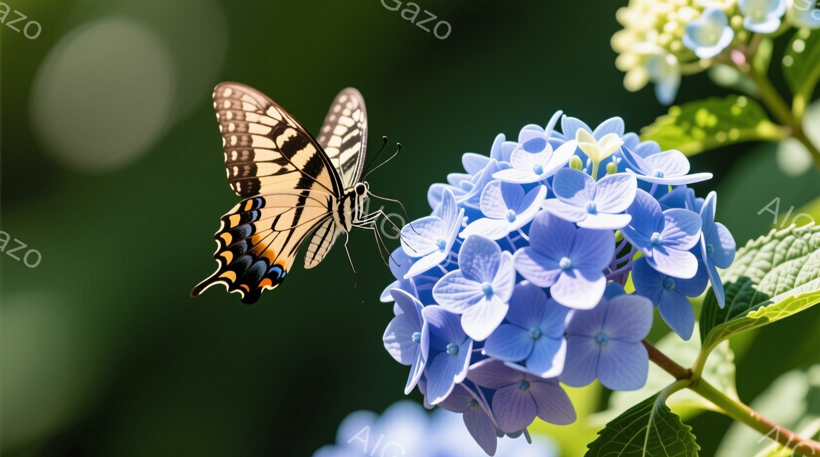 美しいアゲハチョウが、淡い青色の紫陽花の花に舞い降りようとしている瞬間を捉えた写真です。背景は緑豊かな自然で、やわらかな光が差し込み、穏やかで幻想的な雰囲気を醸し出しています。紫陽花の花びらは密集しており、アゲハチョウの鮮やかな色彩とのコントラストが印象的です。