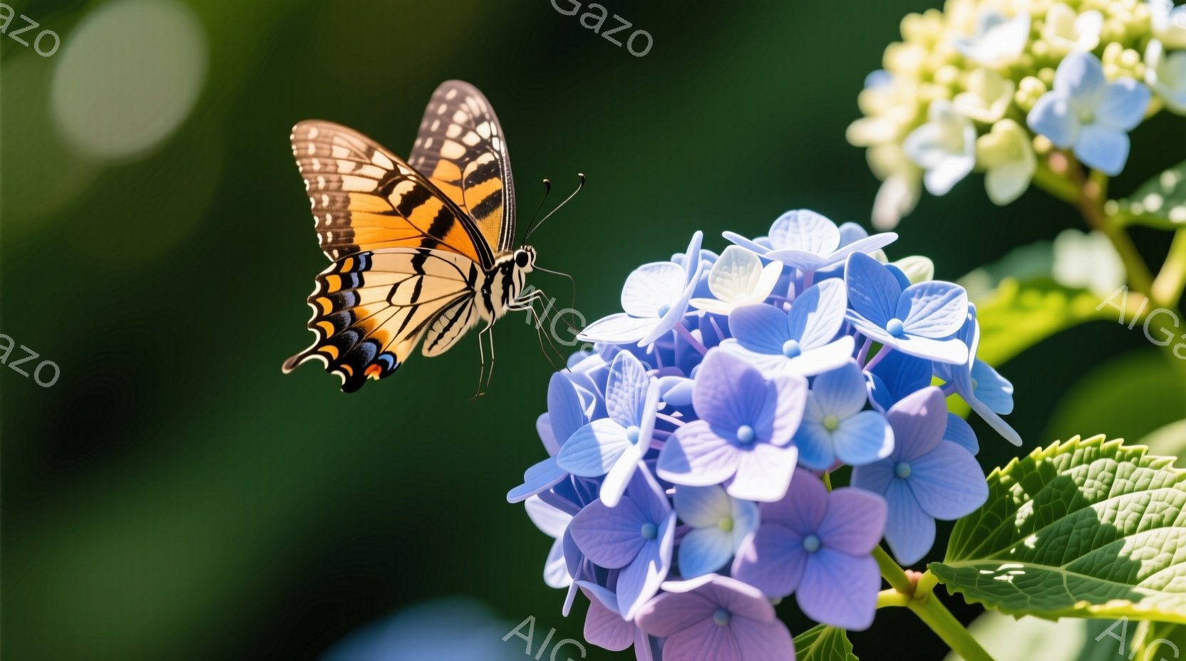 青いアジサイの花に、鮮やかなオレンジと黒の縞模様を持つ蝶が舞い降りようとしている様子が捉えられています。背景には緑豊かな葉が広がり、ぼかしによって奥行きが強調されています。全体的に柔らかい光が差し込み、穏やかで自然な雰囲気を醸し出しています。
