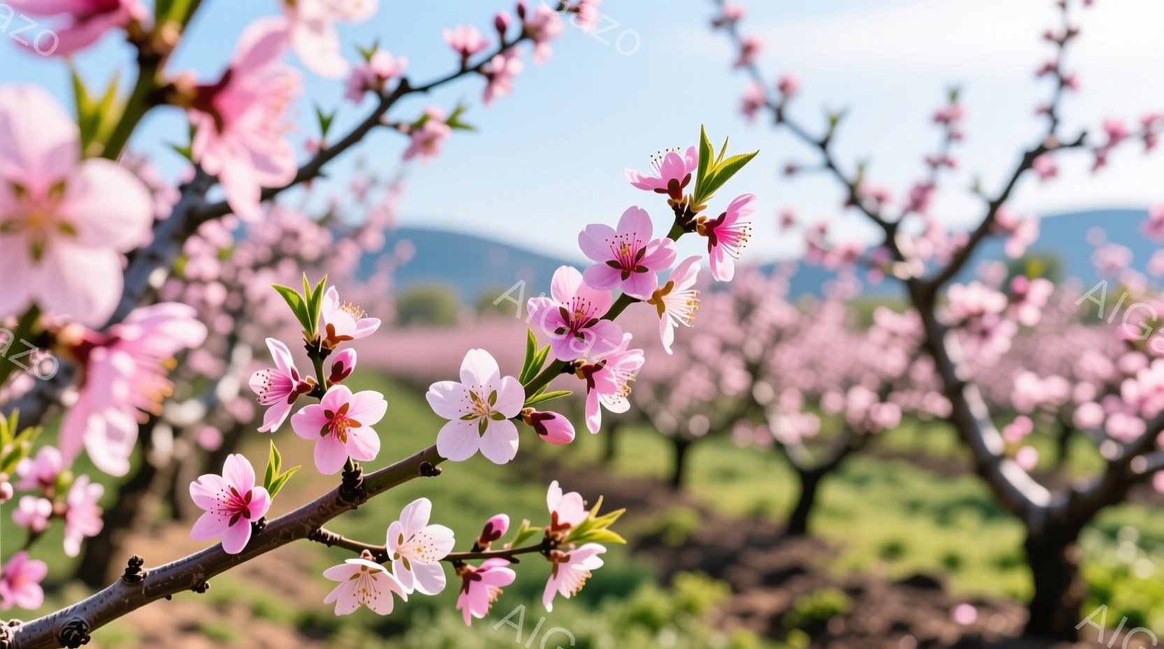 桃の花が咲き乱れる果樹園が広がり、ピンク色の美しい風景を作り出している。手前の枝には、淡いピンク色の花が咲き誇り、背景には同じような桃の花が連なる並木道が見える。空は晴れ渡り、穏やかな春の陽光が全体を包み込み、優雅で温かい雰囲気が漂っている。
