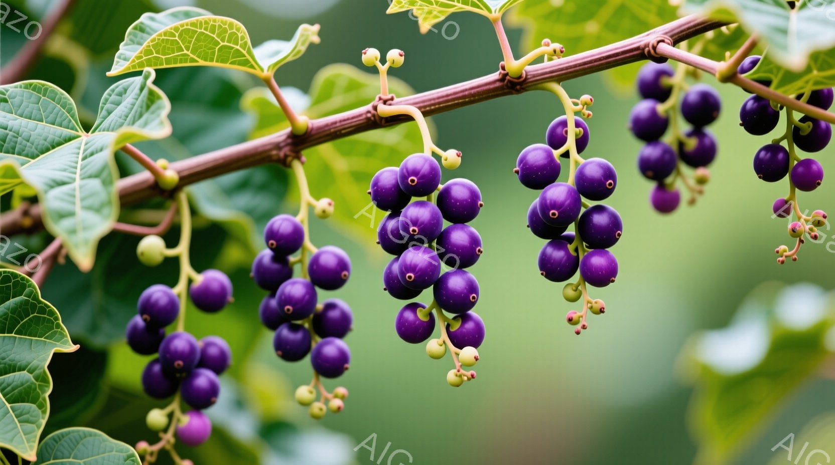 籠に盛られたシャリシャリとした質感の赤い果物が、市場の棚に並んでいる様子が写っている。背景には、緑色の果物や青いプラスチックの箱が見え、活気のある市場の雰囲気が感じられる。全体的に暖色系の色調で、果物 - AI生成フリー素材