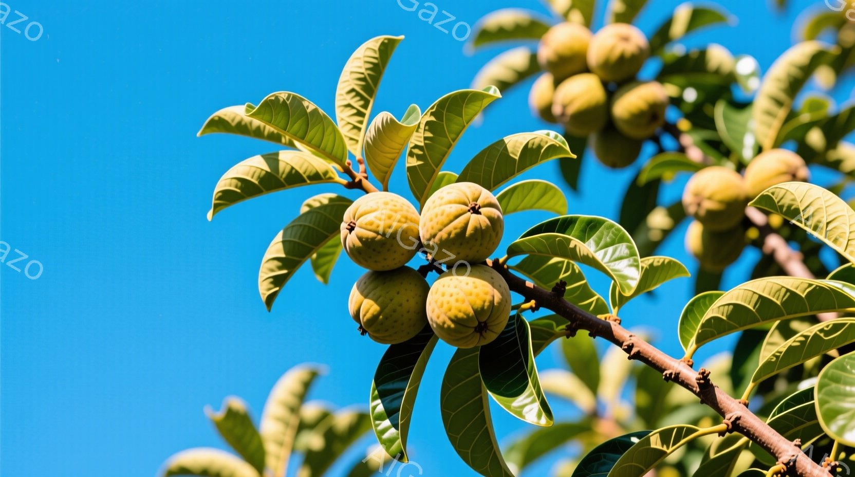 青空を背景に、枇杷の実に葉が茂る枝が写っている。実たちは緑がかった黄色で、まだ熟していない様子がうかがえる。太陽の光を浴びて、葉も実も鮮やかに輝き、夏の穏やかな雰囲気を伝えている。