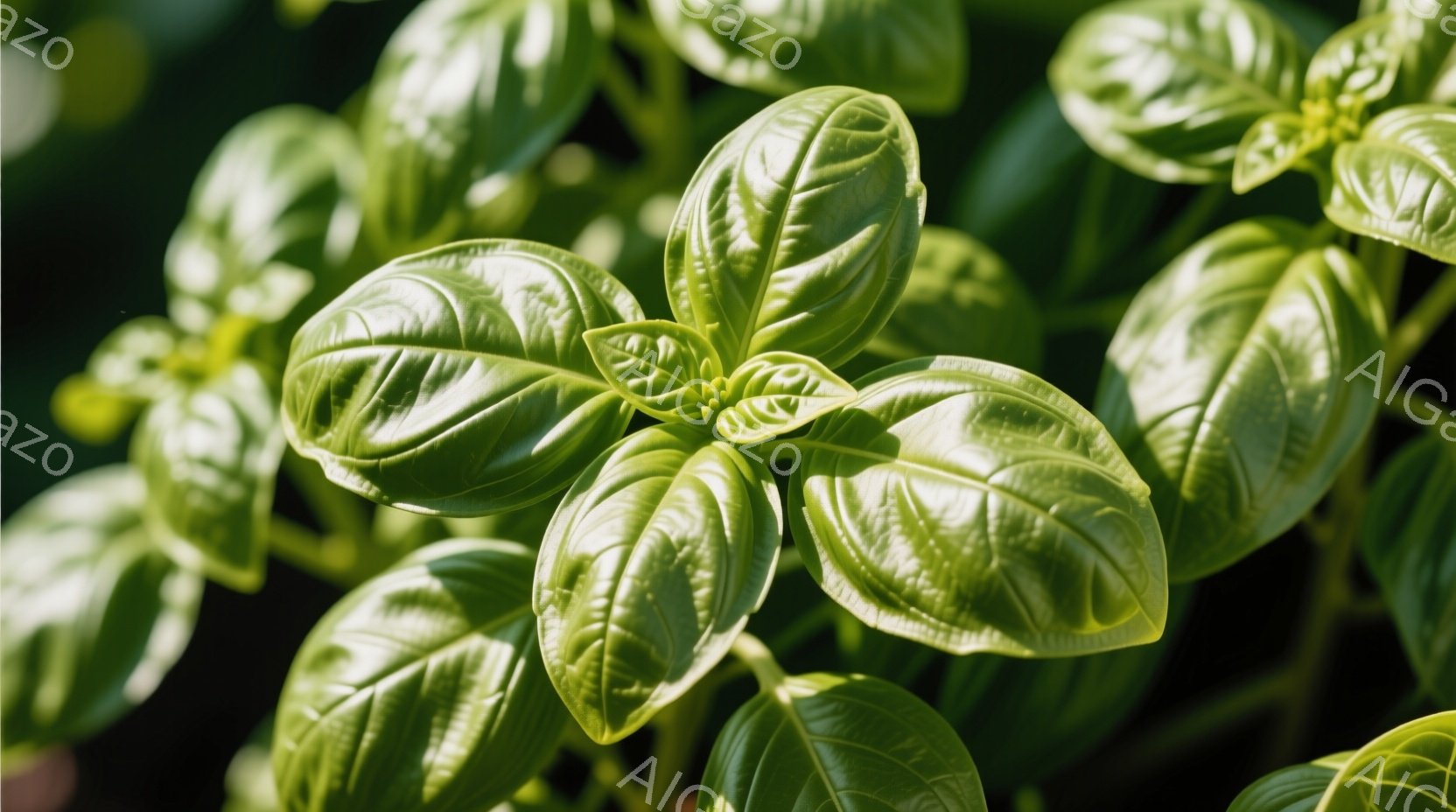 鮮やかな緑色のバジルが密集して写っており、葉の脈がはっきりと見える。光が葉を透過し、明るい緑と影のコントラストが美しい。背景はぼかされており、バジルそのものが際立っている、フレッシュで生き生きとした印象を与える写真である。