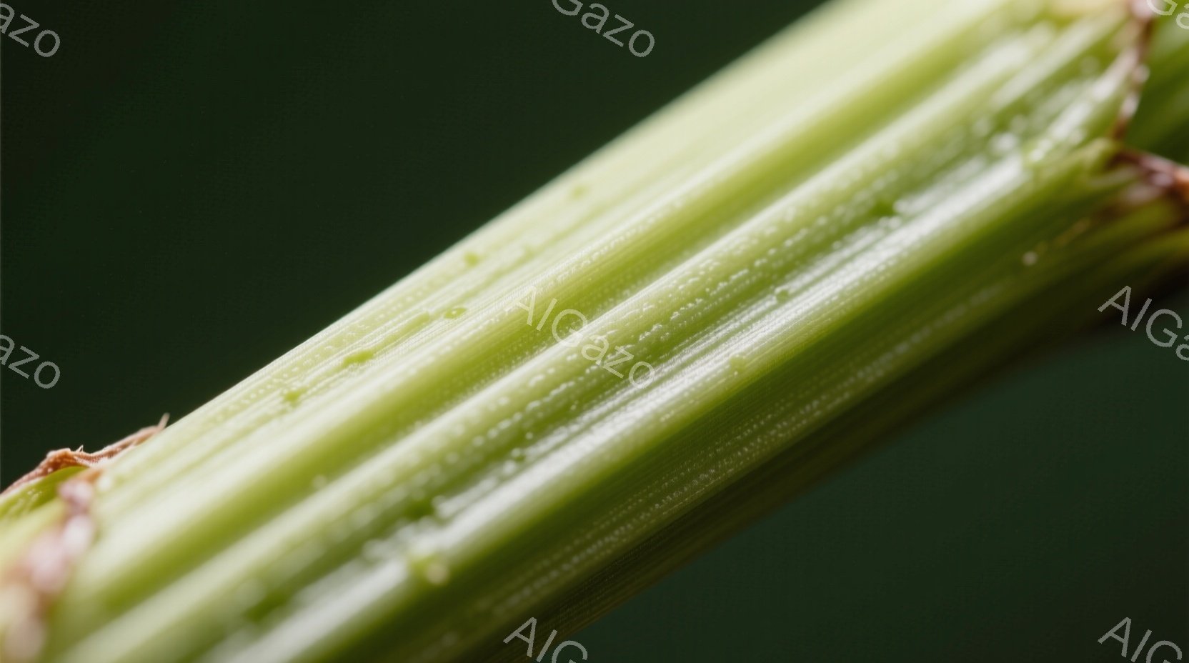 画像は緑色の植物の茎のクローズアップで、表面には細かな縦筋と小さな突起が見られます。茎はわずかに赤みがかった茶色で、鮮やかな緑色とのコントラストが印象的です。背景は濃い緑色で、植物の自然な生命力を際立たせています。