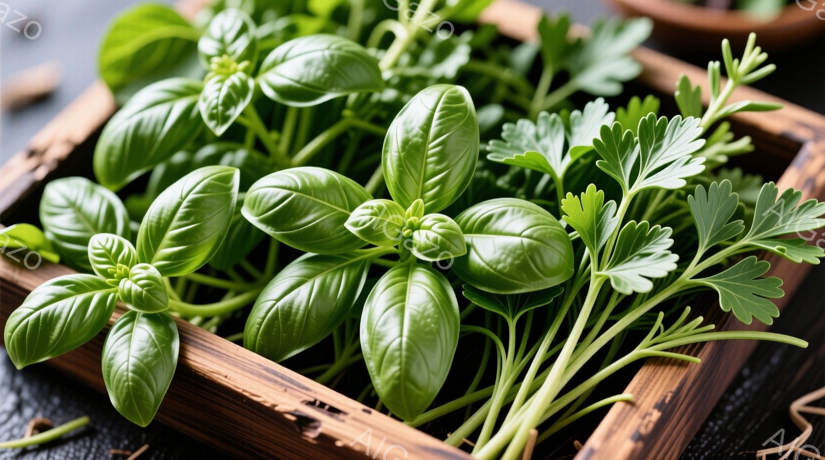 鮮やかな緑色のバジルとパセリが、木製の箱の中に密集して写っている。葉は瑞々しく、新鮮さを感じさせる。背景は薄暗く、植物の緑色が際立っている。