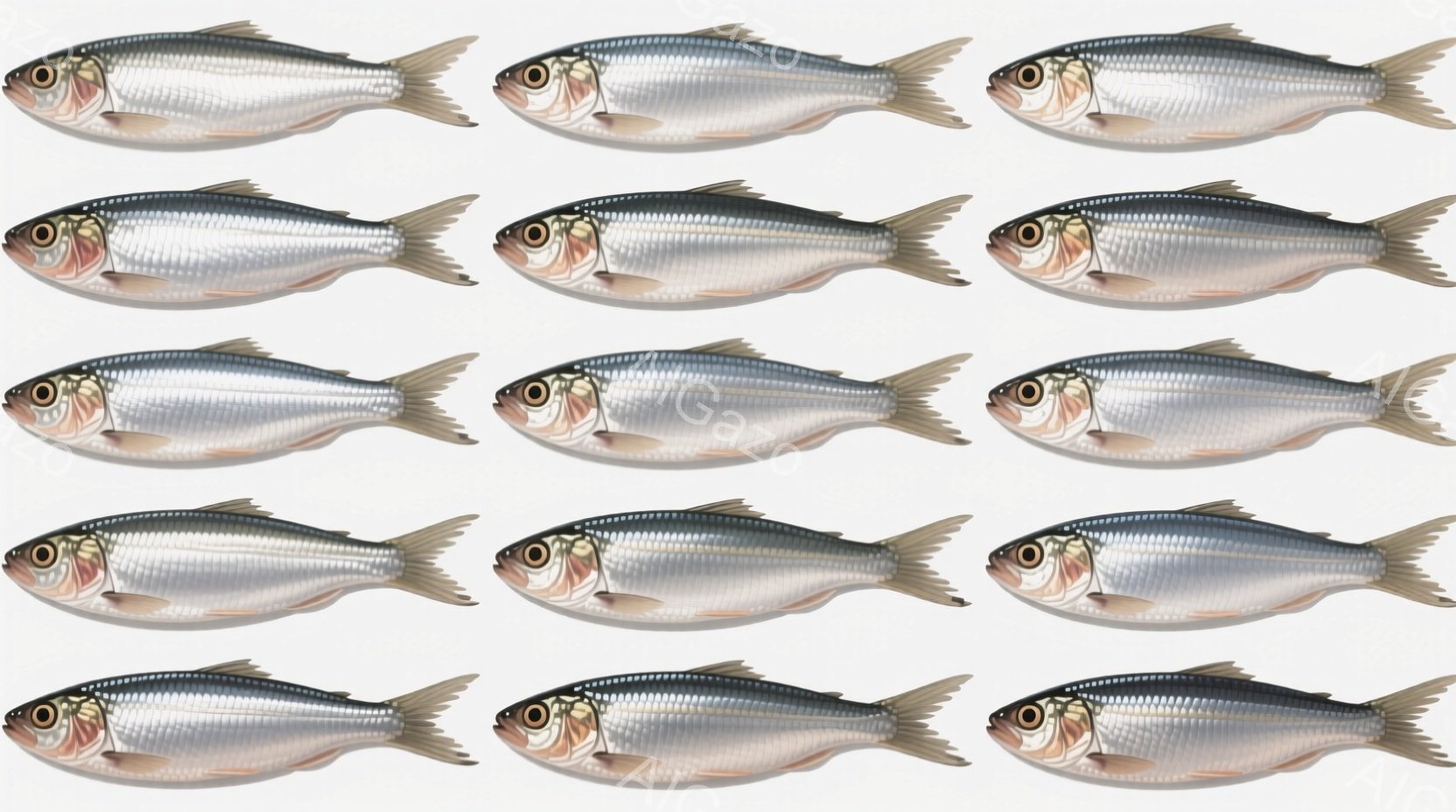 銀色のイワシが規則的に並んだものです。魚たちは皆同じ向きで、背景は白く、全体的に静かでシンプルな印象を与えます。鮮やかな銀色の体色が際立ち、魚の細部が丁寧に描かれています。