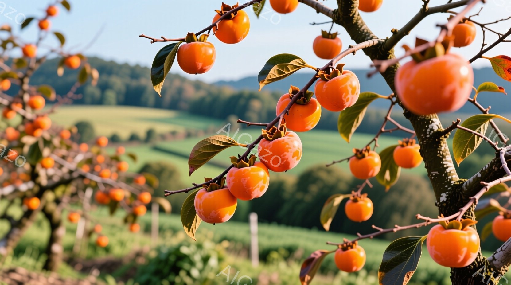 柿の木に熟した柿がたわわに実っており、鮮やかなオレンジ色が目に飛び込んできます。背景には緑の田園風景が広がり、遠くにはなだらかな丘陵が見えます。全体的に穏やかで、秋の収穫の喜びを感じさせる雰囲気です。