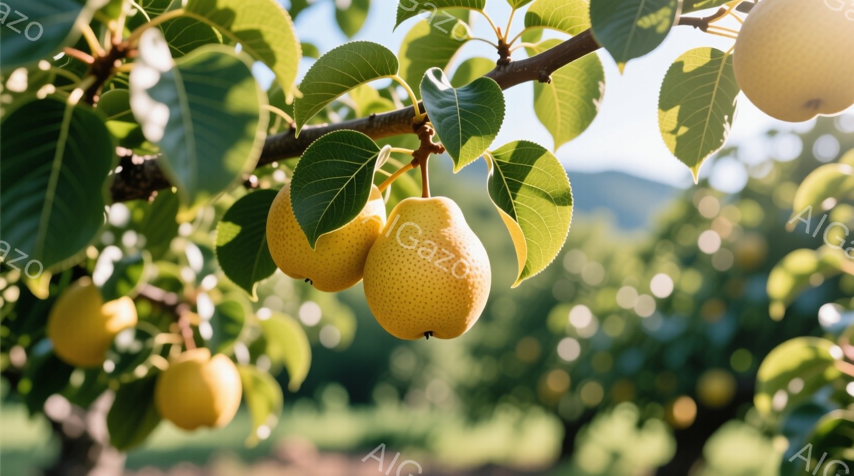 梨の木に実った黄色い梨が複数、緑の葉に囲まれて写っている。太陽光が葉を透過し、梨を明るく照らし出している。背景には、ぼやけた緑の丘と穏やかな空が広がり、全体的に温暖で穏やかな雰囲気である。