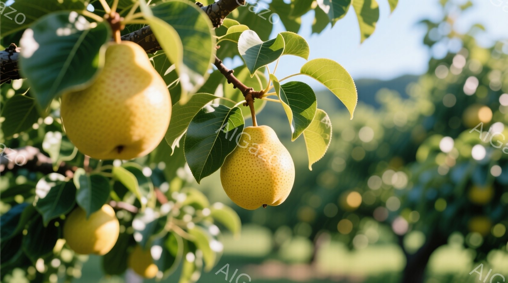 梨の木に実った黄色い梨がいくつか見られます。鮮やかな緑色の葉に囲まれ、柔らかい日差しが梨を照らしています。背景はぼやけており、緑豊かな自然の中で穏やかな雰囲気が感じられます。
