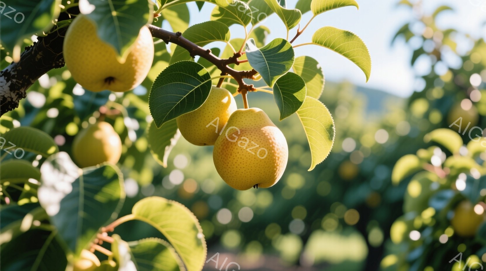梨の木に実った黄色い梨が、緑の葉に囲まれて見事な姿を見せています。 太陽の光が葉を通して柔らかく梨を照らし、瑞々しい果実の質感を強調しています。 背景にはぼやけた緑の木々が広がり、穏やかで自然豊かな雰囲気が漂います。