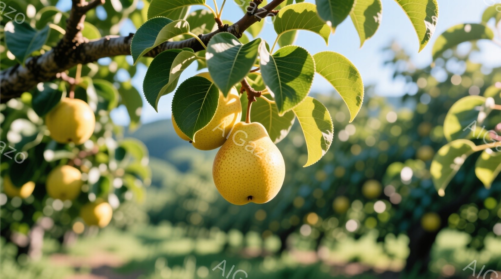 鮮やかな緑の葉に囲まれた黄色い梨が枝に実っている様子が捉えられています。背景には穏やかな緑の丘が広がり、晴れた日の穏やかな光が差し込んでいます。全体的に、豊穣さと自然の美しさを感じさせる、平和で静かな雰囲気です。