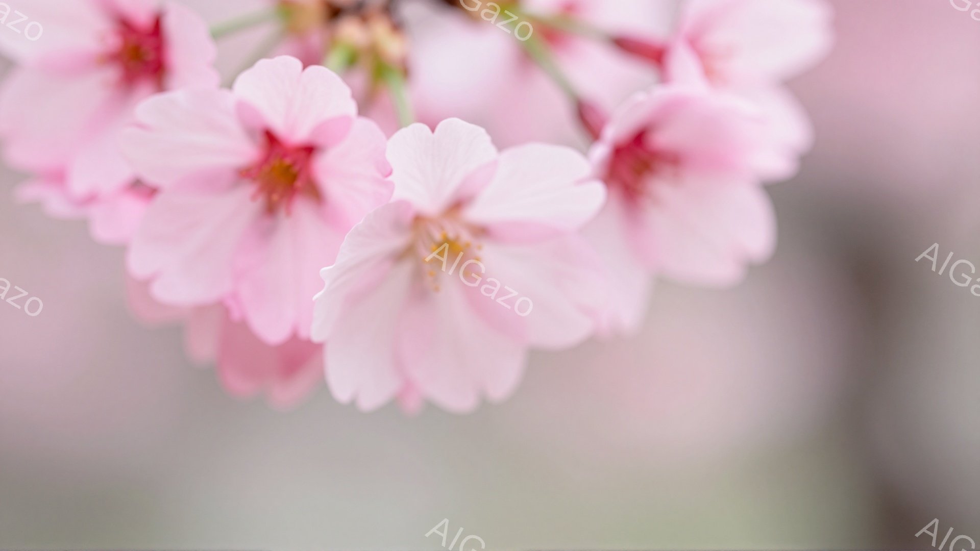 桜の花が咲き誇り、淡いピンク色が目に優しい印象を与えている。背景はぼやけており、桜の美しさが際立っている。春の穏やかな日差しが感じられる、柔らかい雰囲気の画像である。 - AI生成フリー素材