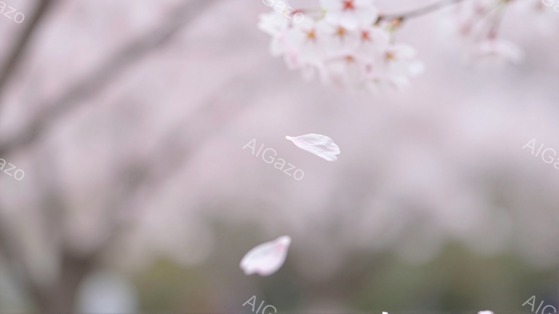 桜の花びらが舞い散る、春の風景が捉えられています。背景はぼやけており、桜並木と柔らかな光が春の暖かさを表現しています。花びらの繊細さと背景のぼかしが、幻想的で優しい雰囲気を醸し出しています。 - AI生成フリー素材