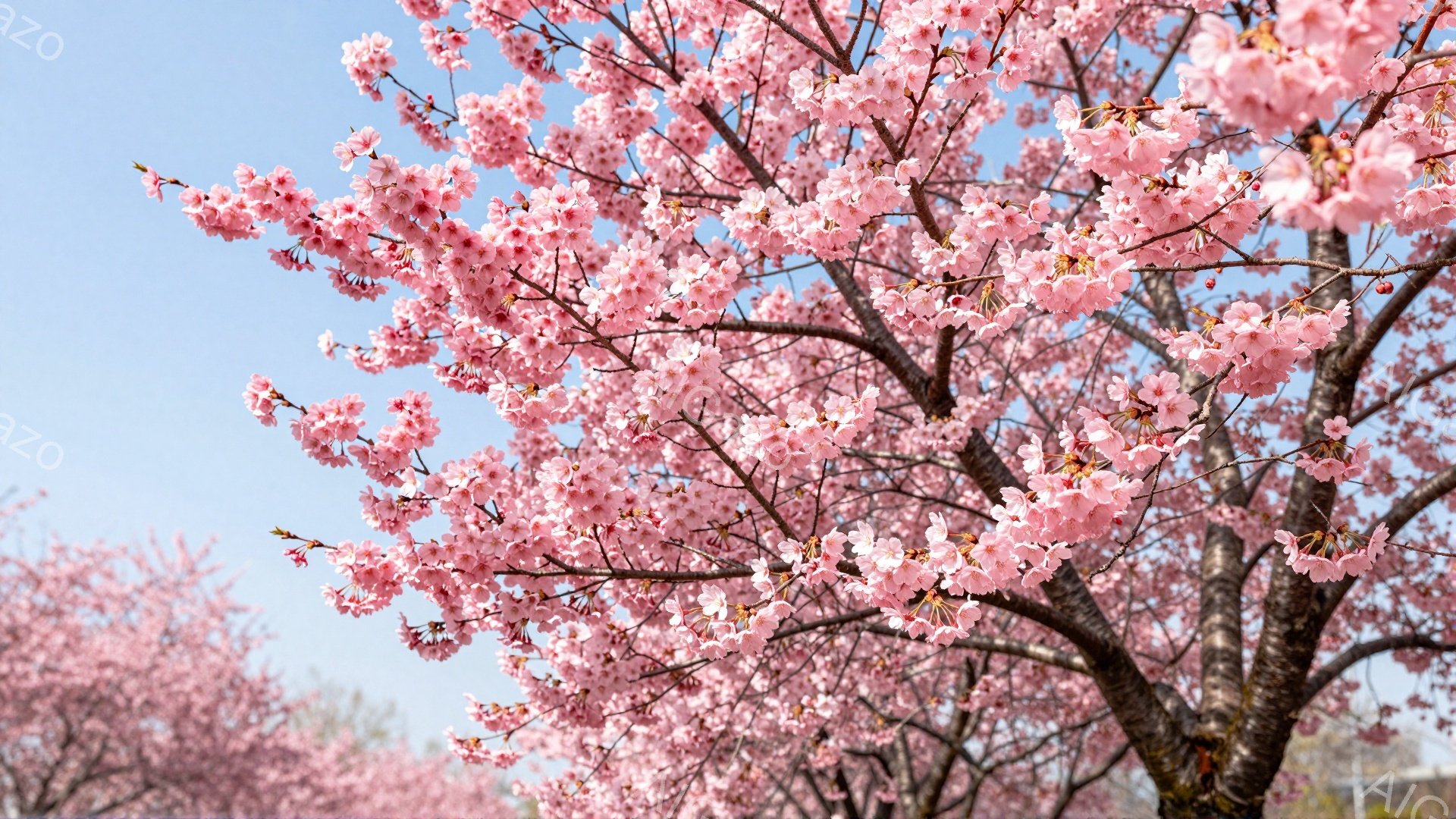 桜の木の枝が画面いっぱいに広がり、淡いピンク色の花が密集して咲き誇っている。背景は穏やかな青空で、他の桜の木々もわずかに見え、春の暖かさと美しさを感じさせる。全体的に柔らかな光に包まれ、穏やかで平和な - AI生成フリー素材