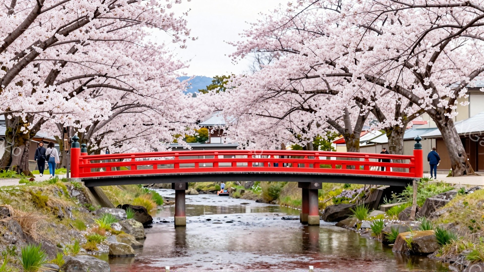 赤い橋が小川にかかり、両側には桜の木が満開で、花びらが散り始めています。数人の人々が橋の上を歩いたり、桜並木を散策したりしており、春の穏やかな風景が広がっています。背景には伝統的な建物と緑豊かな山々が - AI生成フリー素材