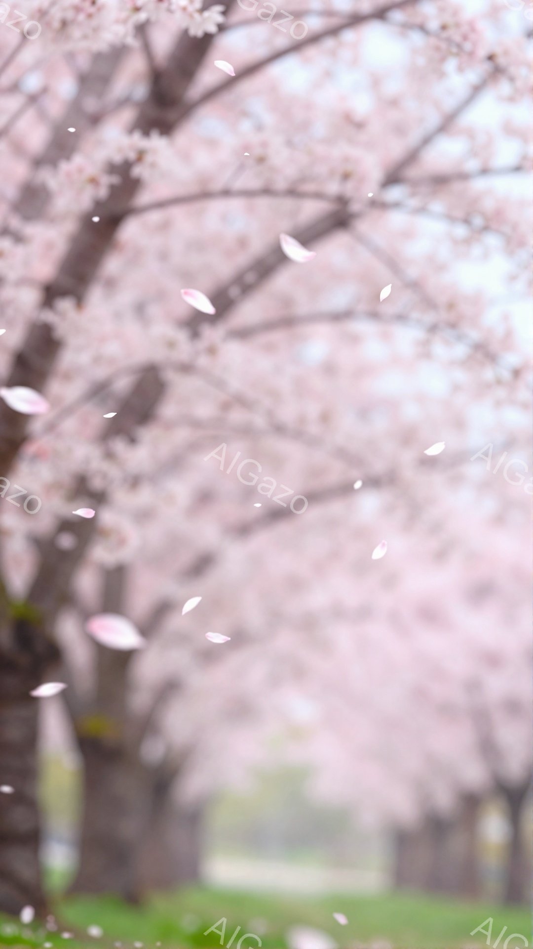 桜並木が続く風景で、ピンク色の花びらが舞い散っている。緑色の芝生が広がり、背景はぼやけて春の穏やかな雰囲気が漂っている。全体的に柔らかい光に包まれ、幻想的で美しい情景が広がっている。 - AI生成フリー素材