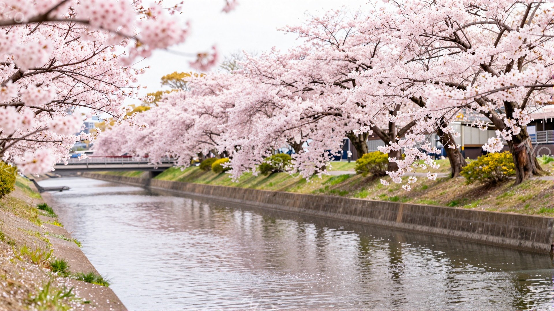 運河の両側に桜並木が咲き誇り、ピンク色のトンネルのような美しい風景が広がっています。水面に桜の花びらが散り、穏やかな春の陽気が感じられます。背景には建物が見え、春の訪れを感じさせる穏やかで美しい情景で - AI生成フリー素材