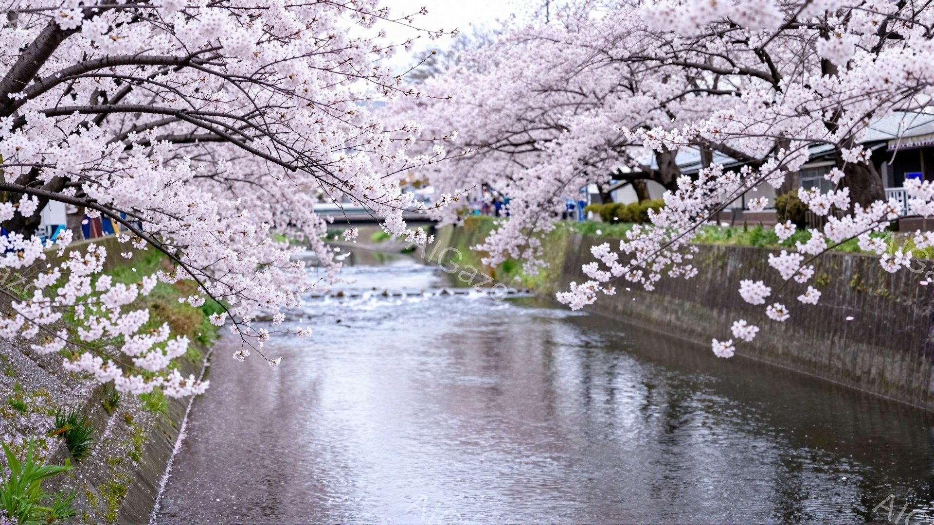 川沿いに桜並木が咲き誇り、薄桃色の花びらが水面を覆っている。コンクリートの護岸と、その奥に建つ家々が日本の風景を連想させ、春の穏やかな雰囲気を醸し出している。水面は穏やかで、反射が美しく、訪れる人々は散歩を楽しんでいるようだ。