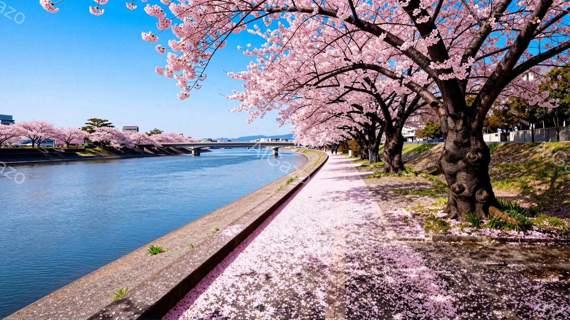青空の下、川沿いに桜並木が続き、ピンク色の花びらが地面を覆い尽くしている美しい風景です。コンクリートの土手に沿って歩道があり、人々が散歩を楽しんでいる様子が伺えます。遠くには建物が見え、穏やかな春の陽 - AI生成フリー素材