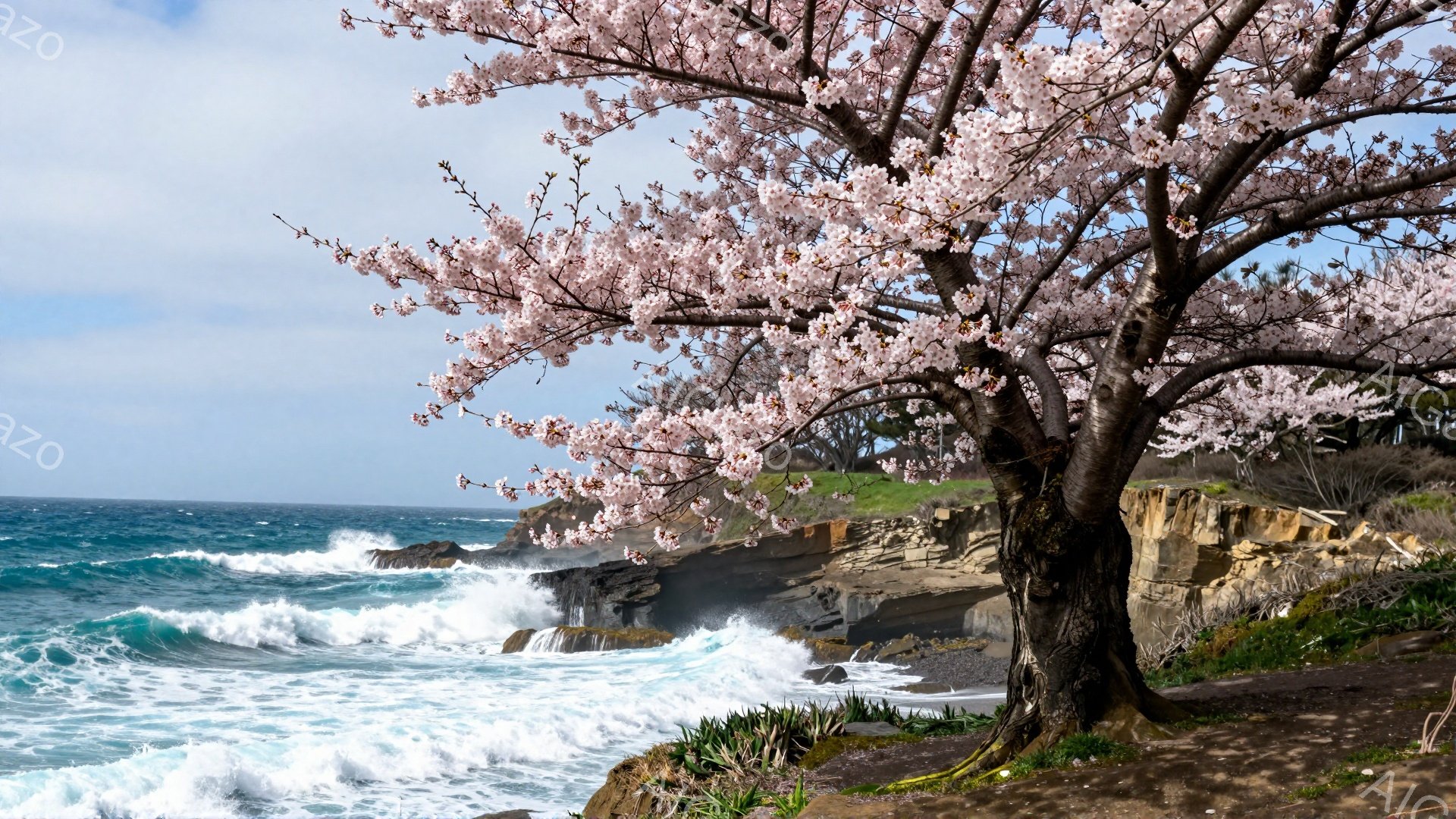 海岸線に打ち寄せる青い波と、その脇に咲き誇る桜の木が印象的な風景です。岩場と緑の草が生い茂る崖が続き、波の白い泡がコントラストを生み出しています。空は曇りですが、桜の花びらが風に舞い、春の穏やかさと海の力強さが共存する様子が伝わってきます。