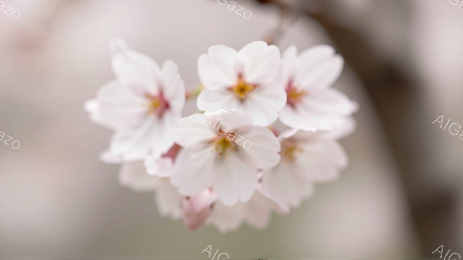 淡いピンク色の桜の花が数輪、枝に咲き誇っている。花びらは繊細で、中心には黄色い雄しべが覗き、春の訪れを感じさせる穏やかな雰囲気だ。背景はぼやけており、柔らかい光が桜を照らし、優しい印象を与えている。 - AI生成フリー素材