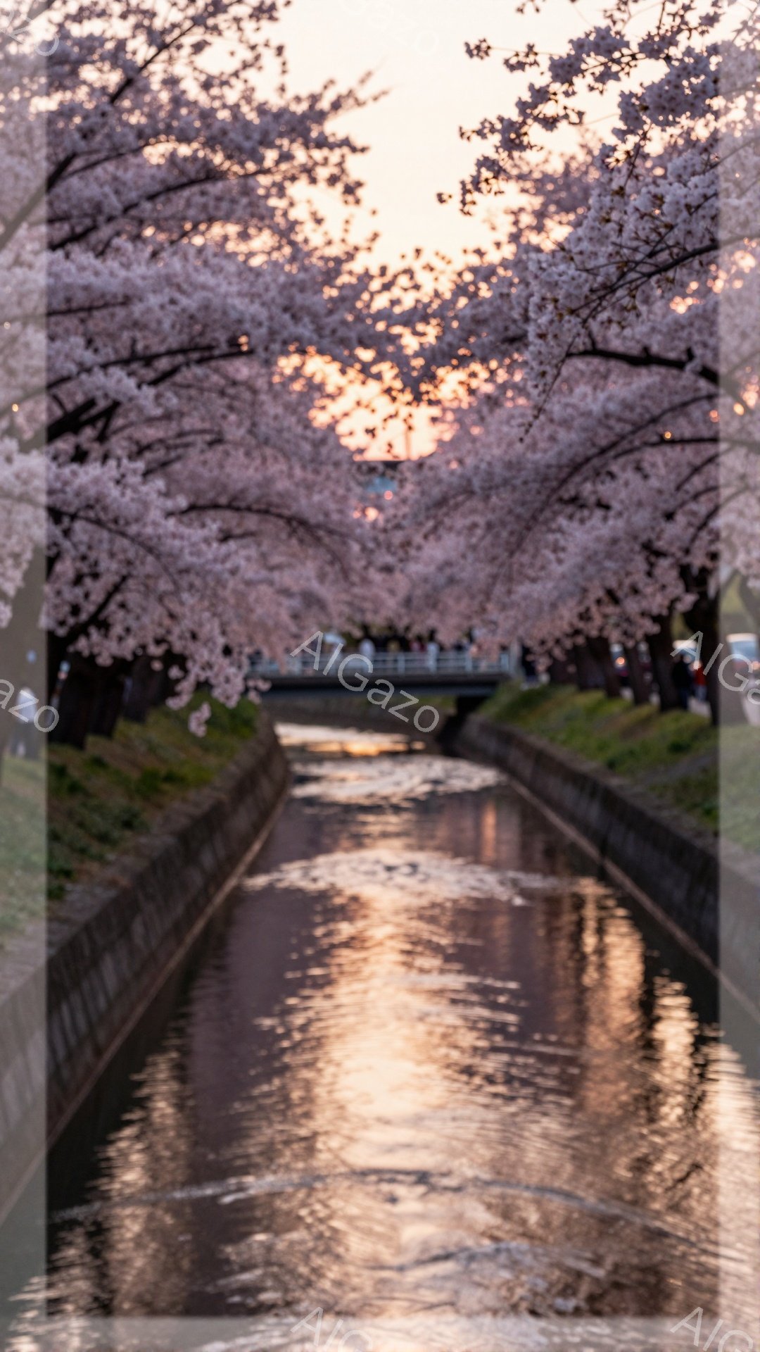 桜並木が続く運河の様子が捉えられています。運河の水面には桜の花びらが舞い、水面に反射して幻想的な光景を作り出しています。遠方には人々が歩いており、桜並木の下で春の訪れを楽しんでいる様子が伺えます。