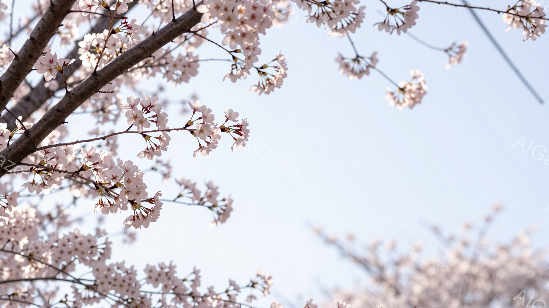 空は薄い青色で、ピンク色の桜の花が枝いっぱいに咲き誇っています。 桜の花びらは密集しており、まるでトンネルのように見え、春の暖かさと優しさを感じさせます。 全体的に柔らかく、儚い雰囲気が漂い、春の訪れを告げる美しい光景です。
