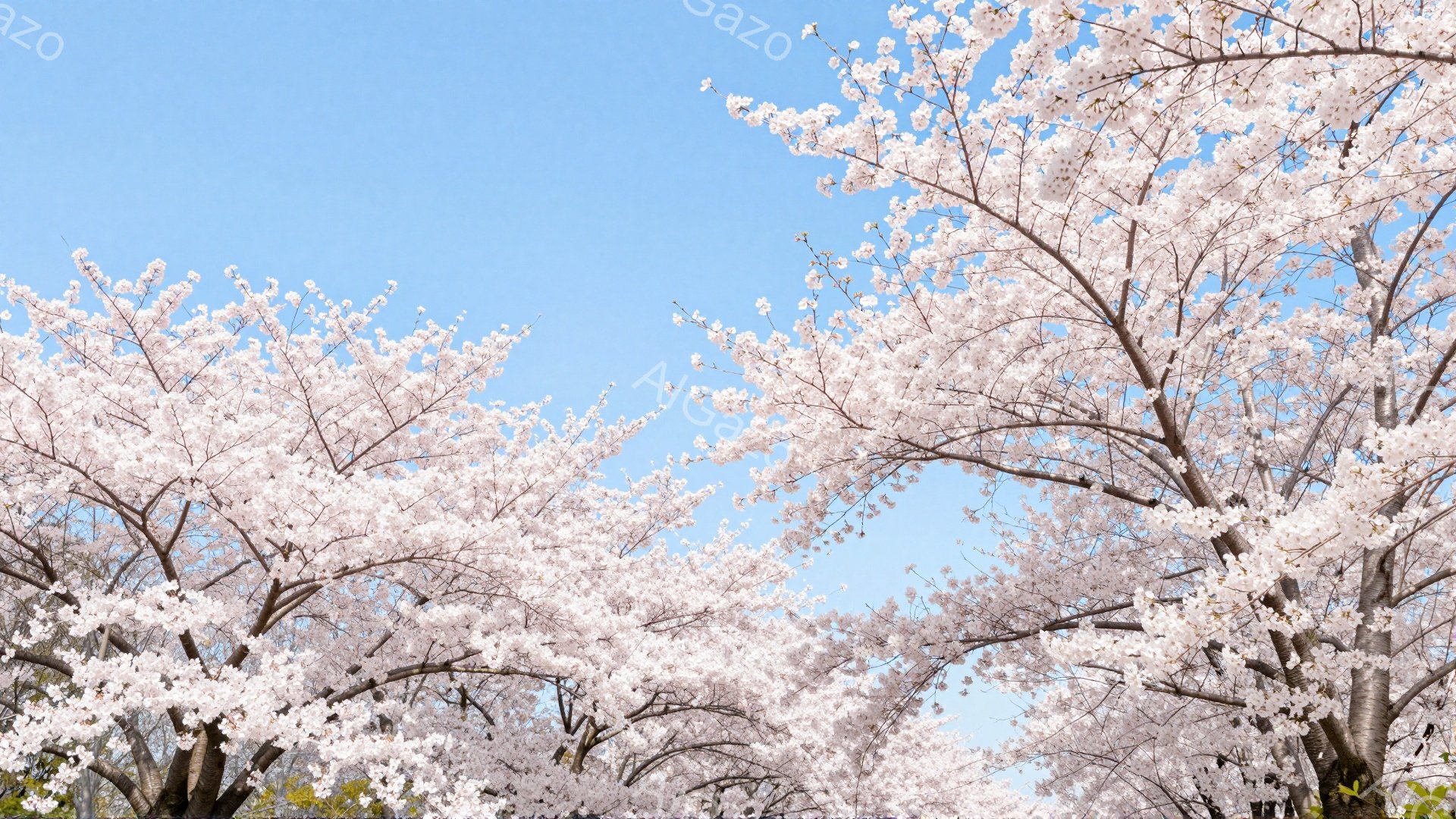 満開の桜が空を覆い尽くし、春の訪れを告げている様子が捉えられている。 枝は密集し、淡いピンク色の花びらが、明るい青空を背景に鮮やかに映えている。 全体的に穏やかで、暖かく、希望に満ちた春の雰囲気が漂っている。