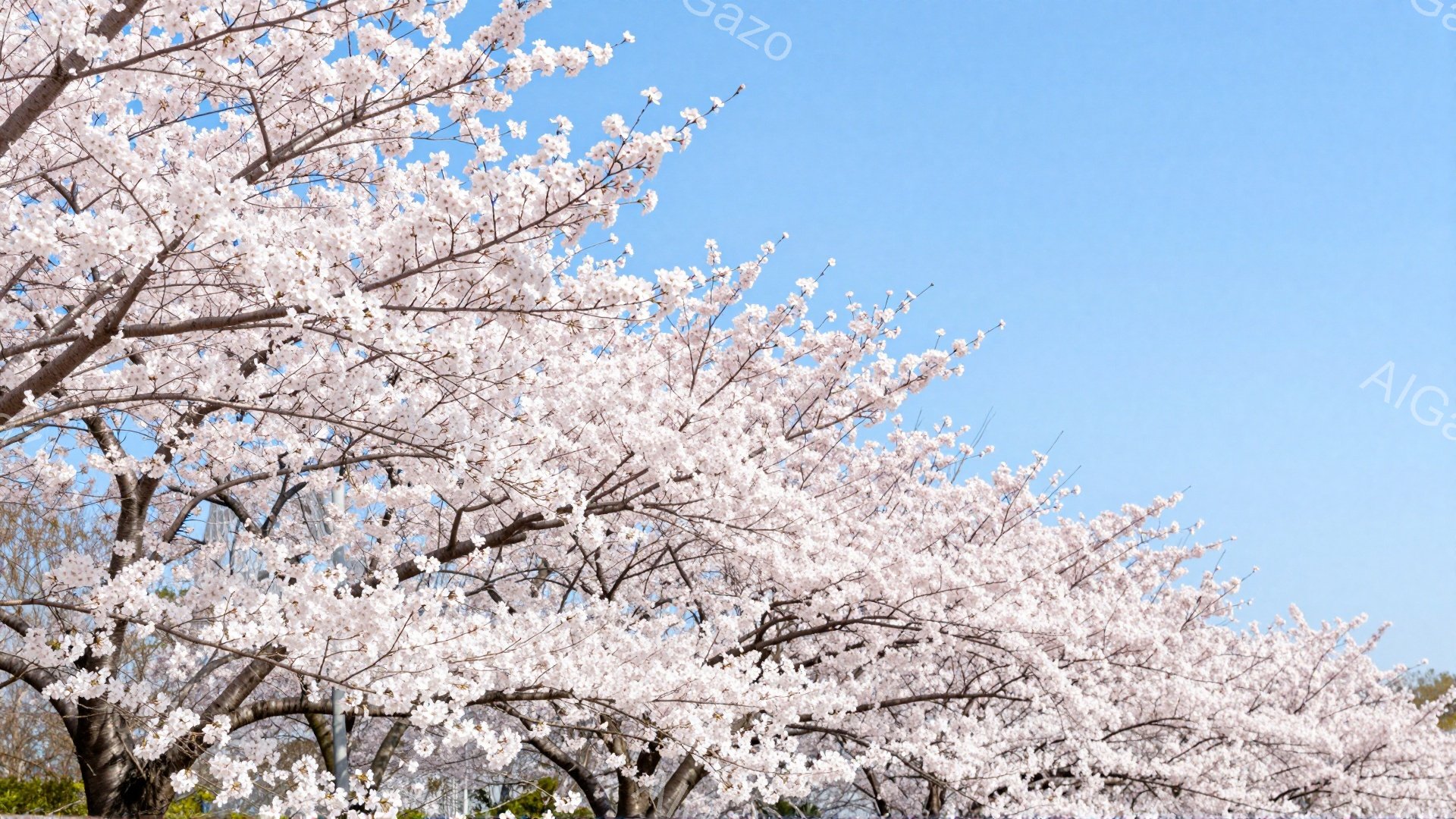 満開の桜が枝いっぱいに咲き誇り、空を背景に美しいピンク色のトンネルを形成しています。 桜の木は力強い幹を持ち、青い空とのコントラストが鮮やかで、春の訪れを感じさせます。 全体として、穏やかで希望に満ちた、春の暖かさを伝える雰囲気です。