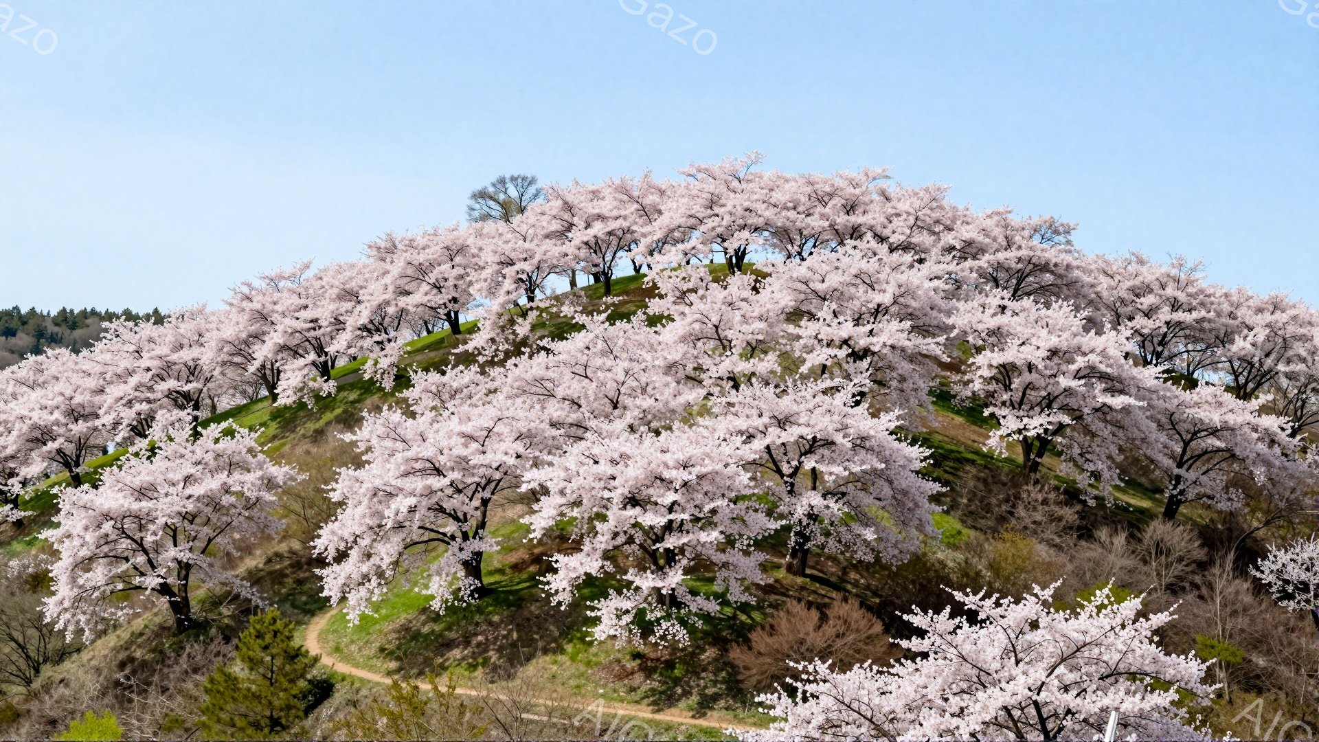 丘一面に桜の木々が咲き誇り、ピンク色の花が密集して美しい景観を作り出しています。木々は葉をほとんど持たず、花の色がより一層際立っています。背景には緑の草むらと、空は晴れ渡り、春の穏やかな雰囲気が伝わってきます。