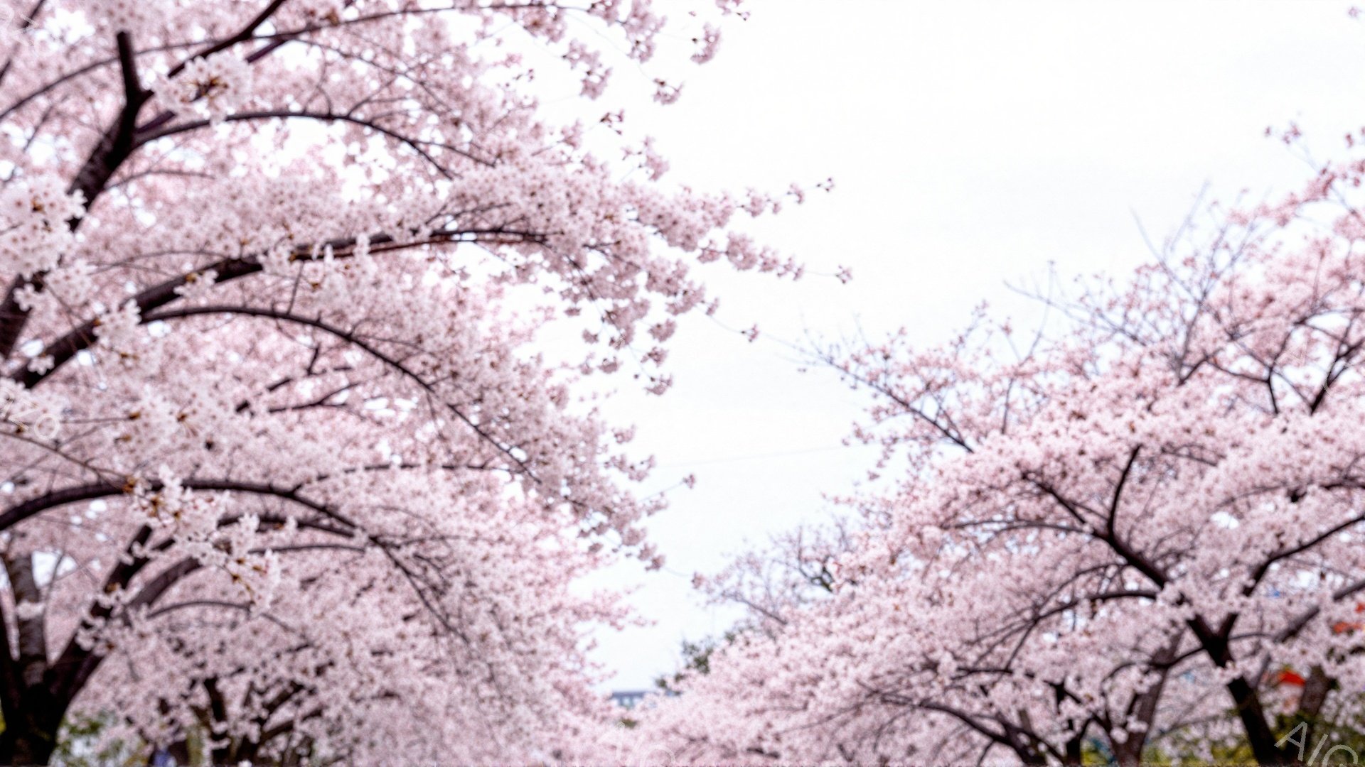 桜の花びらが咲き誇り、空を覆うように枝を広げている様子が捉えられています。背景には建物が見え隠れし、春の穏やかな天候が感じられます。全体として、優雅で幻想的な雰囲気が漂っています。