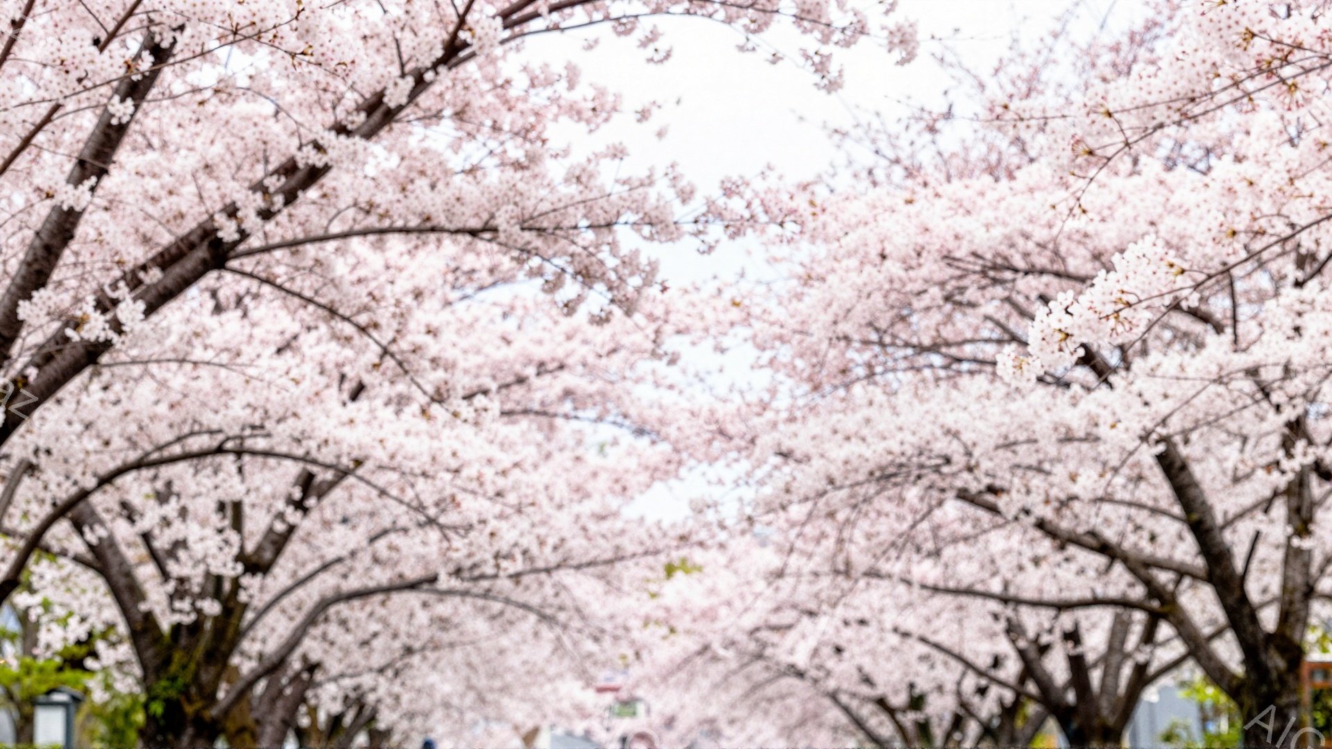 桜並木が続く道が写真に写っており、満開の桜の花びらが頭上を覆っている。道路は建物や街並みの中にあり、春の穏やかな天候を示唆している。全体的に、暖かく、希望に満ちた、そして穏やかな雰囲気が漂っている。 - AI生成フリー素材