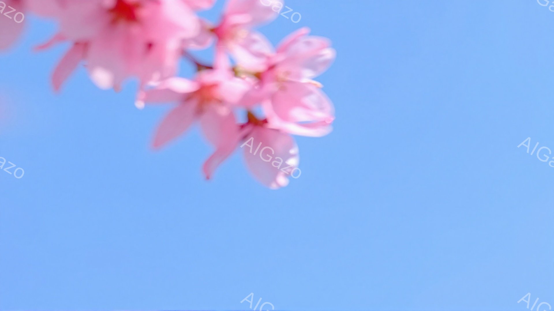 鮮やかな青空を背景に、桜の花が咲き誇る様子が捉えられています。淡いピンク色の花びらが、春の暖かさと優しさを表現しており、まるで絵画のような美しい光景です。背景は空のみで、桜の花が際立って見えます。