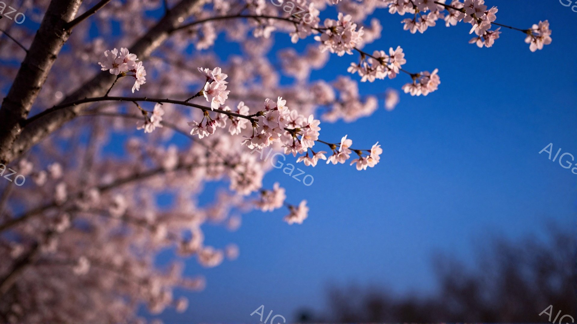 青空を背景に、桜の枝が画面いっぱいに広がっている。淡いピンク色の花びらが咲き誇り、春の訪れを感じさせる美しい光景だ。遠くにはぼんやりとした木々のシルエットが見え、穏やかな春の日の空気が伝わってくる。
