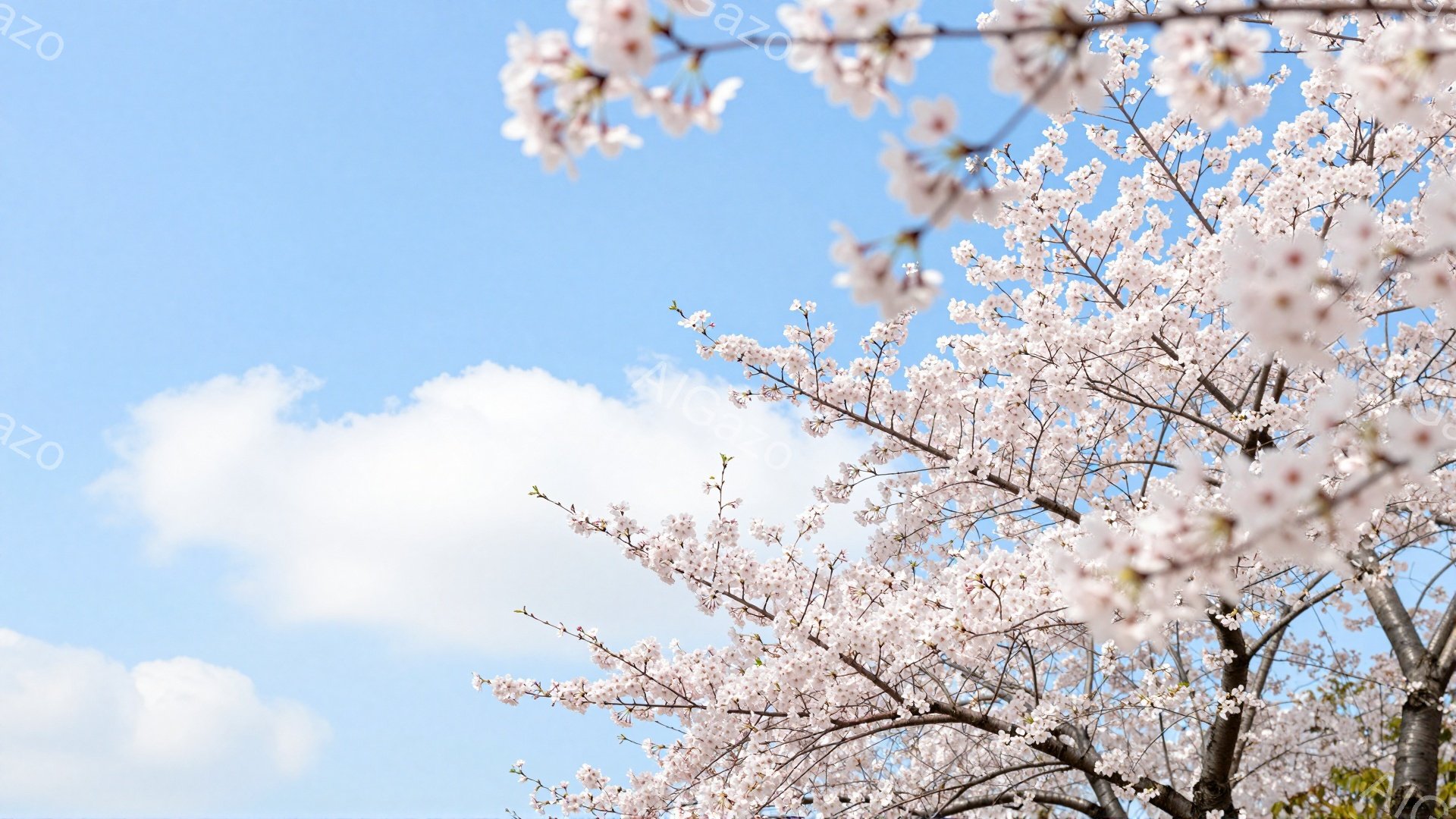空には白い雲が浮かび、桜の枝が画面いっぱいに広がっています。淡いピンク色の花びらが密集しており、春の暖かさと穏やかさを感じさせます。背景の青空とのコントラストが美しく、季節の移ろいを象徴する、穏やかな雰囲気の写真です。