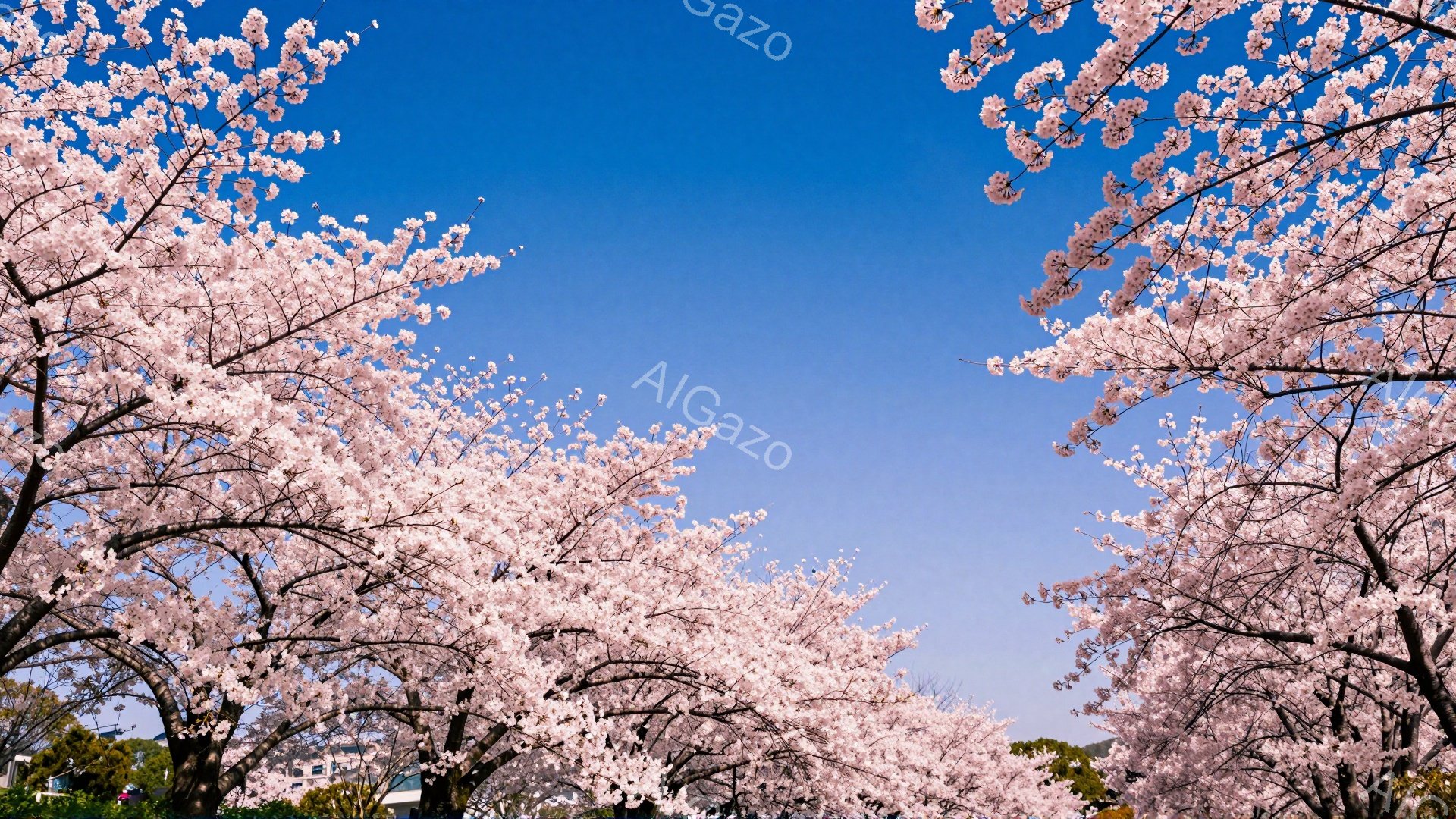 満開の桜が空を覆い尽くし、まるでトンネルのように見える美しい風景です。鮮やかなピンク色の花びらが、澄み切った青空に映え、春の訪れを感じさせます。遠景には建物が見え、穏やかな春の陽気が漂っています。 - AI生成フリー素材