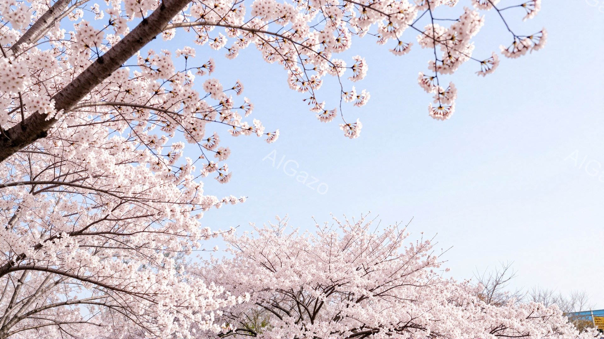 満開の桜が空を覆い尽くし、春の訪れを感じさせる美しい風景です。 鮮やかなピンク色の花びらが、明るい青空に映え、まるで絵画のような光景を作り出しています。 遠くには建物が見え、春の暖かさと都市の風景が調 - AI生成フリー素材