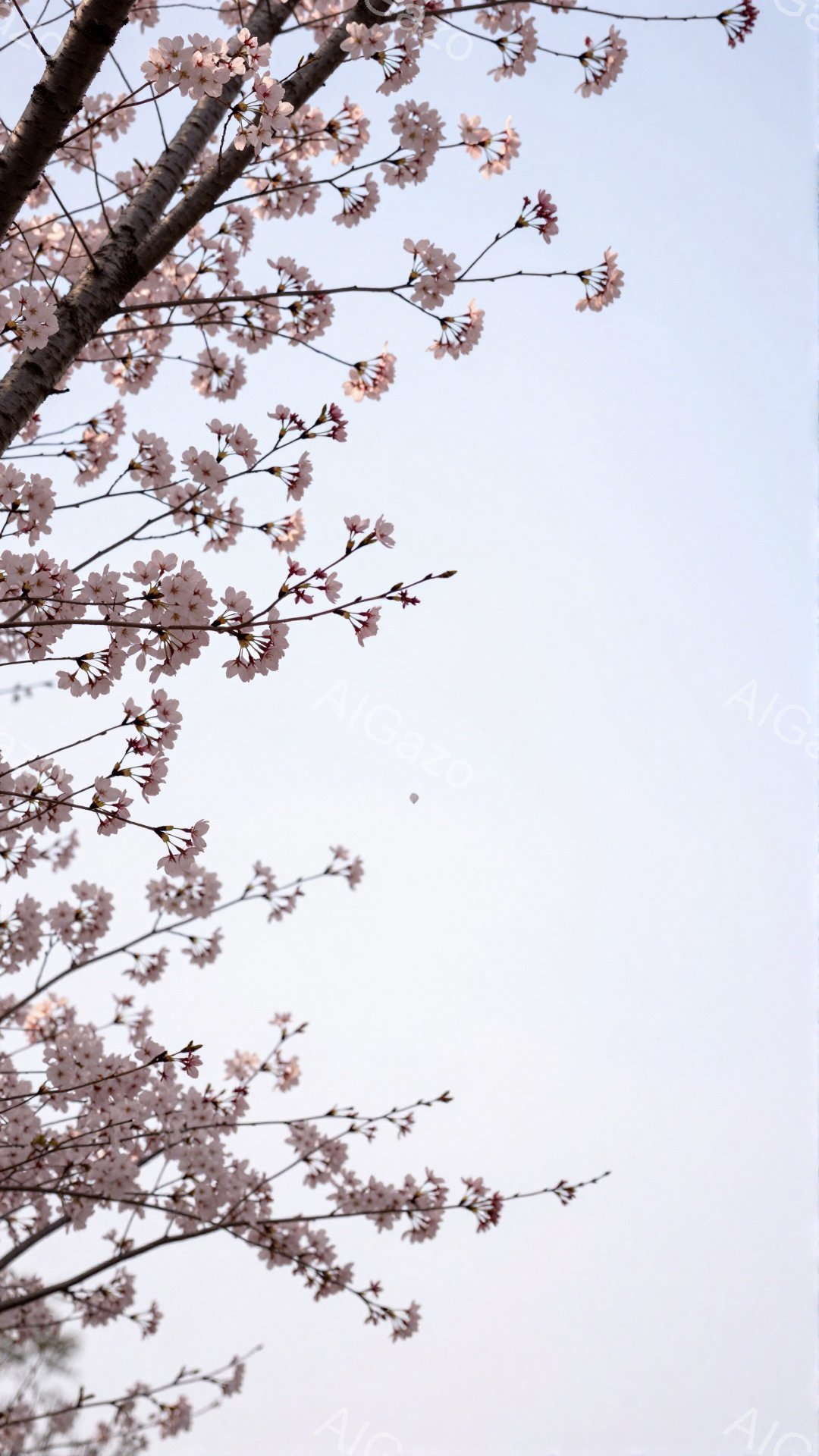 画像は、満開の桜の枝が画面の左側に大きく広がっている様子を捉えています。背景は淡い青空で、穏やかな春の陽気を思わせます。全体的に柔らかい光に包まれ、春の暖かさと儚さを感じさせる、穏やかで美しい光景です。