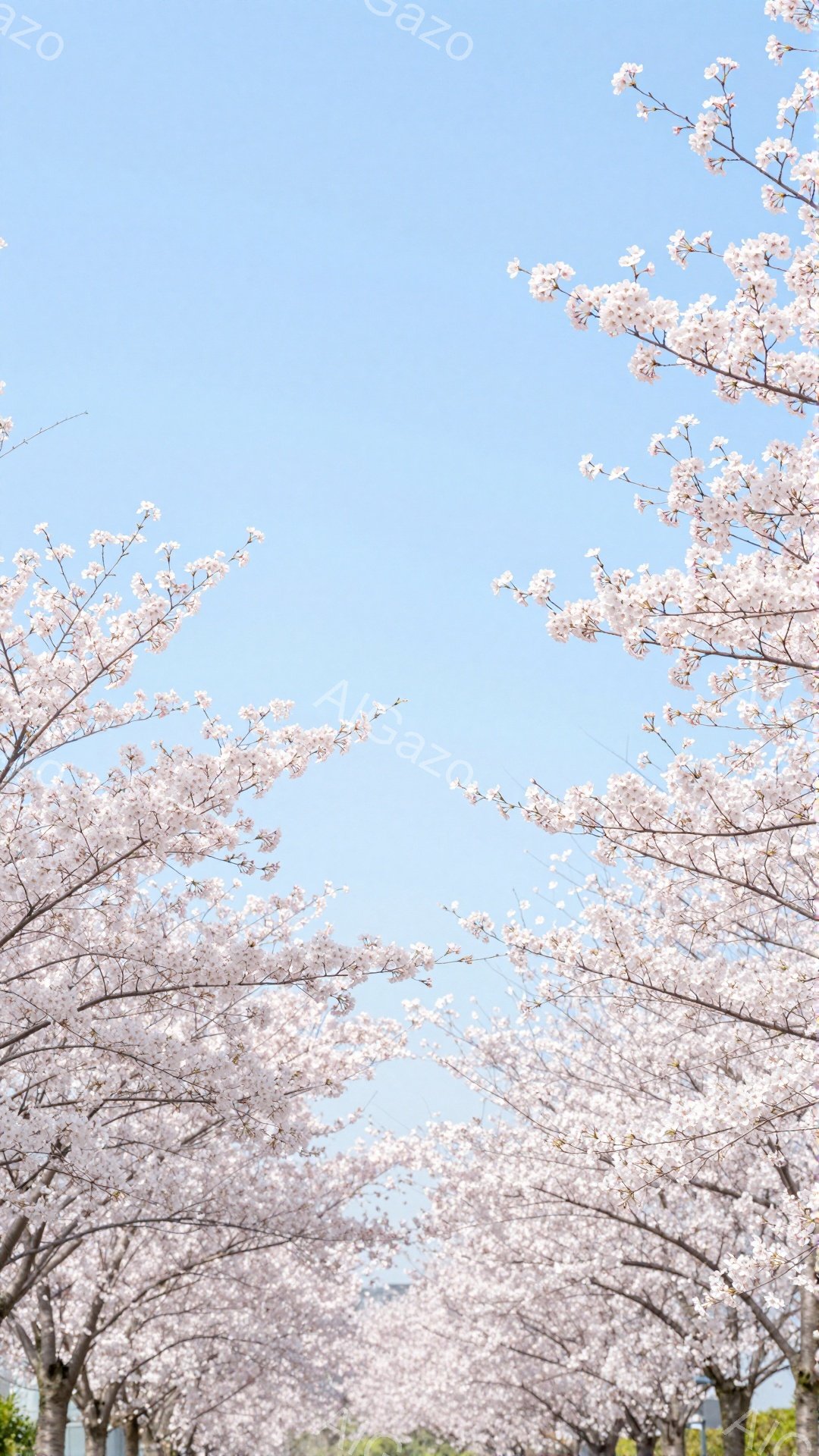 桜並木が両側からフレームインし、満開の桜の花びらが空を覆っている様子が印象的な写真です。青空を背景に、淡いピンク色の桜が春の訪れを感じさせ、柔らかく優しい雰囲気を醸し出しています。遠景には建物が見え、穏やかな春の日の景色が広がっています。