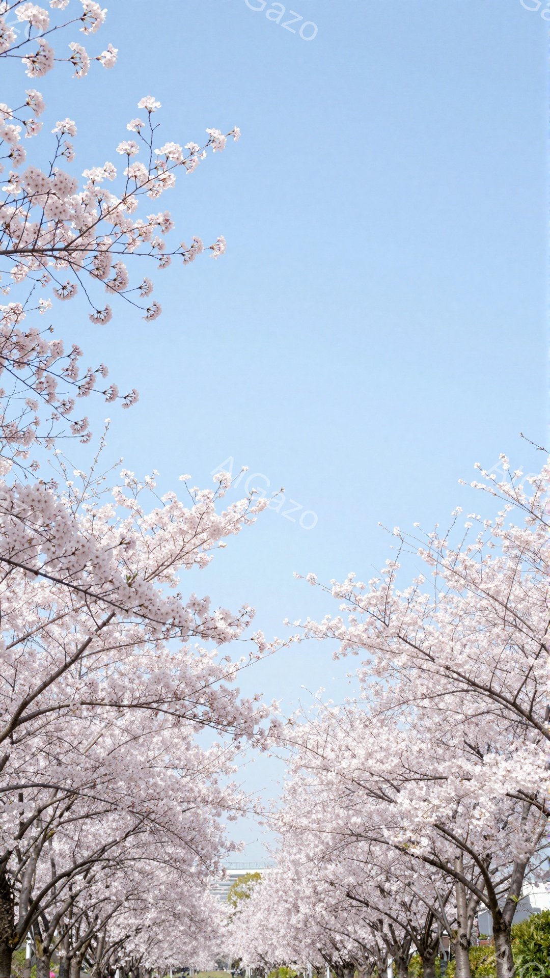 桜並木が続く道が写っており、満開の桜の花びらが空を覆っている。遠景には建物が見え、晴天の下、春の穏やかな雰囲気が伝わってくる。ピンク色の桜と青空のコントラストが美しく、春の訪れを感じさせる一枚である。