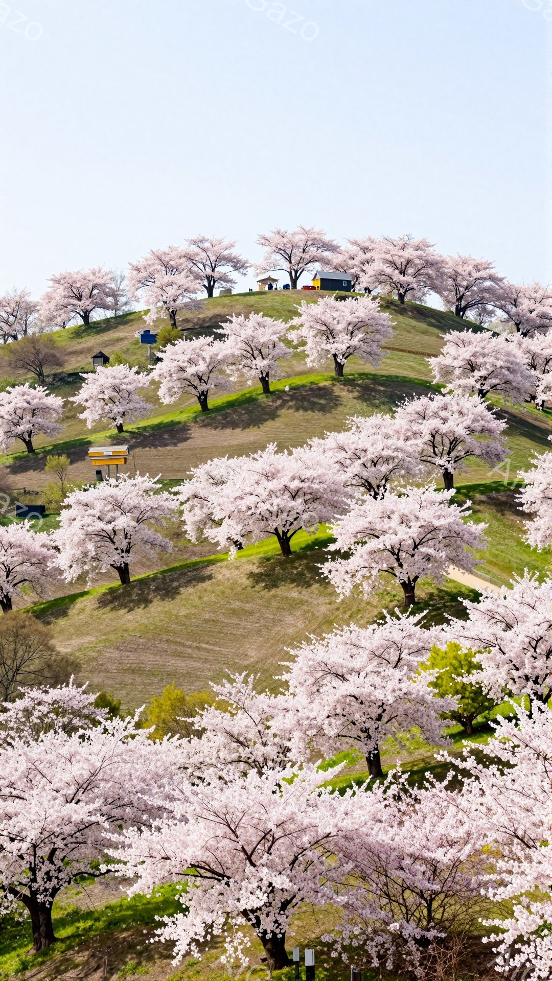 画像は、丘一面に咲き誇る桜の木々を描いています。ピンク色の花びらが密集し、まるで雲のようにも見えます。遠景には、わずかに建物が見え、晴れた空と緑の丘が春の暖かさを感じさせます。 - AI生成フリー素材