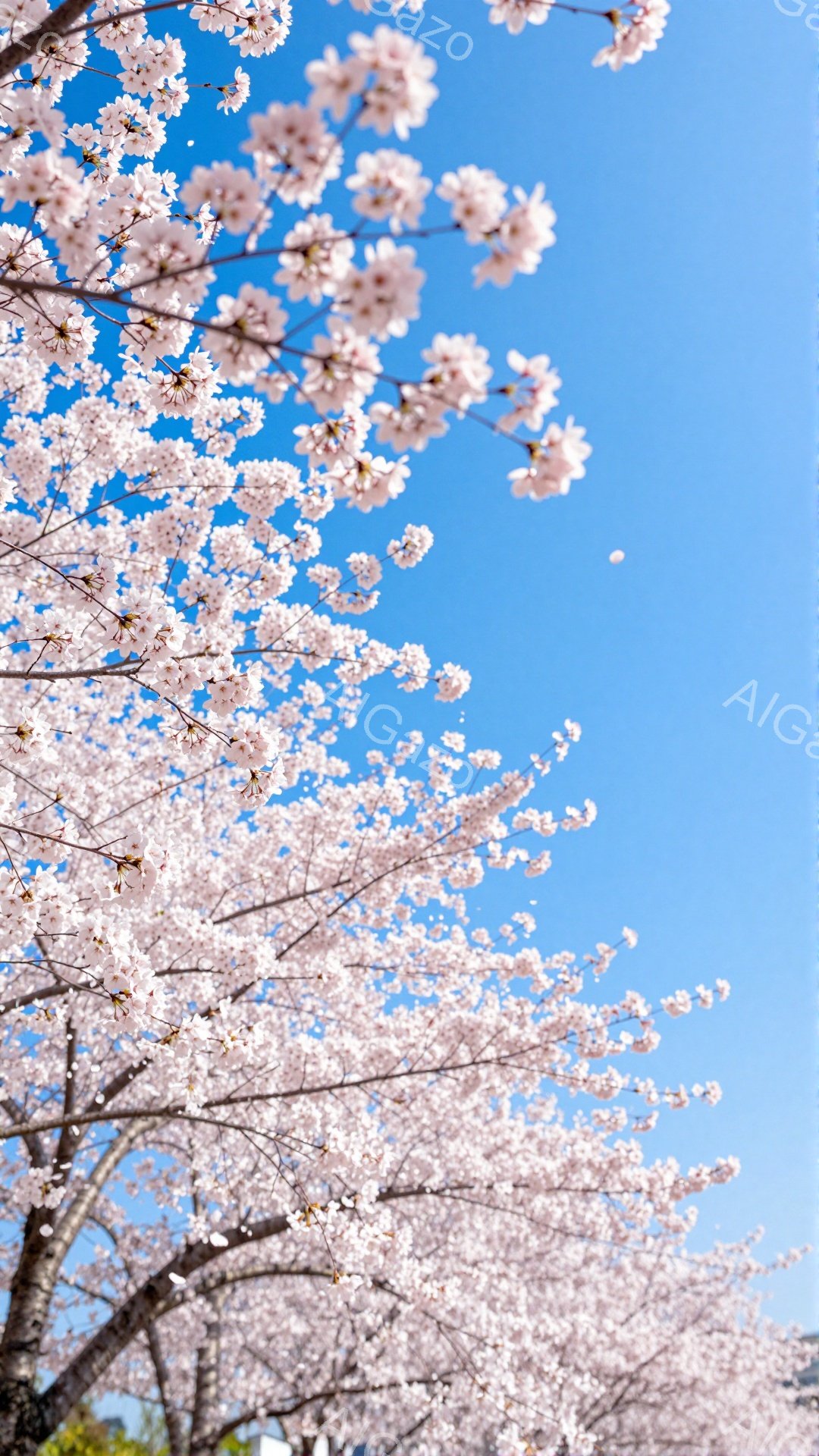 桜の木が咲き誇り、空は澄み切った青色をしている様子が写っている。枝いっぱいに咲き乱れた薄桃色の花びらが、春の暖かさと儚さを感じさせる。背景は鮮やかな空で、桜の美しさを際立たせ、穏やかで希望に満ちた雰囲気を醸し出している。