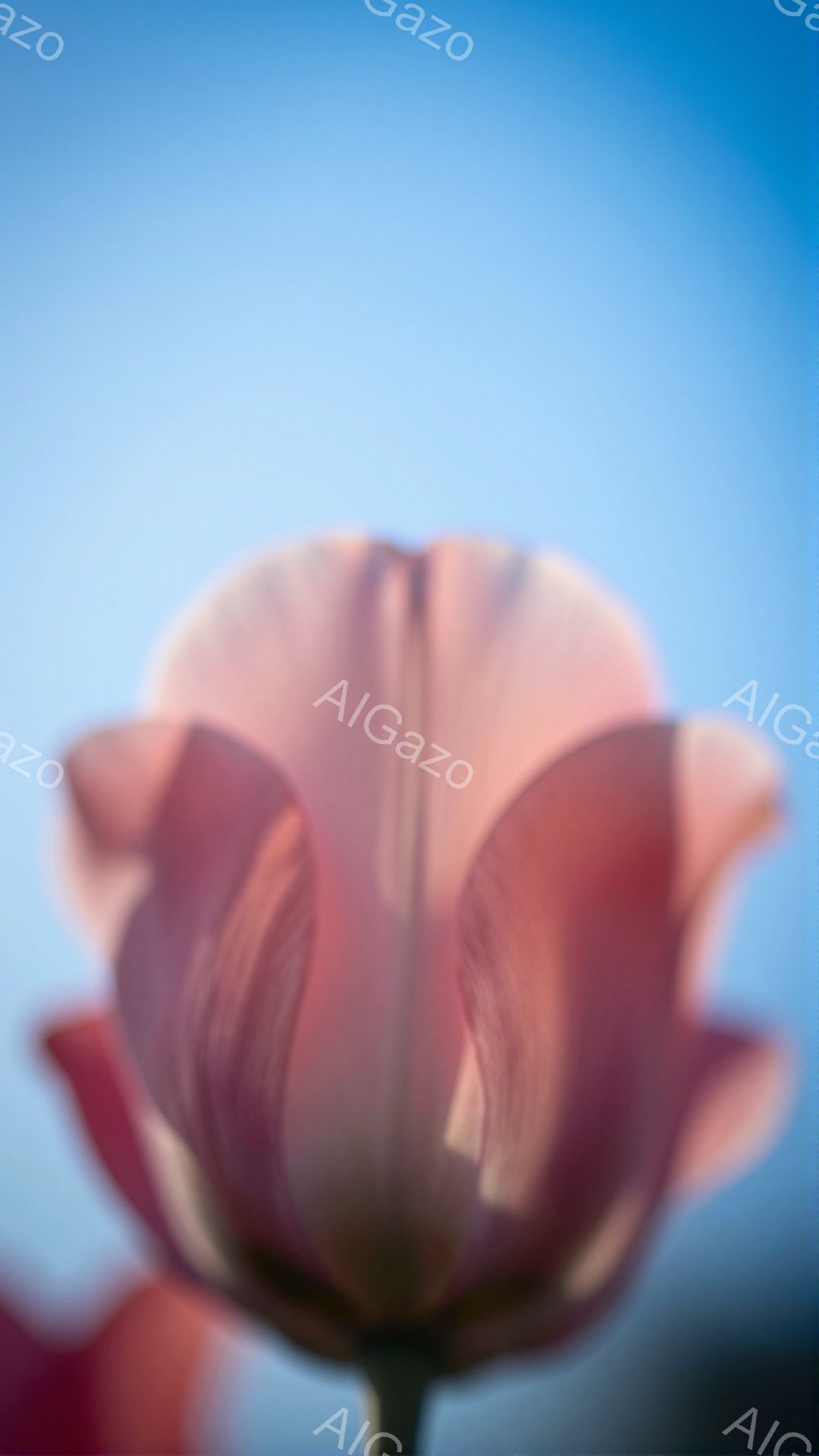 鮮やかなピンク色のチューリップの花びらが画面いっぱいに広がり、中心に向かって優雅にカーブを描いている。背景は淡い青空で、花の色を引き立て、穏やかで春らしい雰囲気を醸し出している。花びらはわずかに重なり合い、繊細な質感と美しさを表現している。