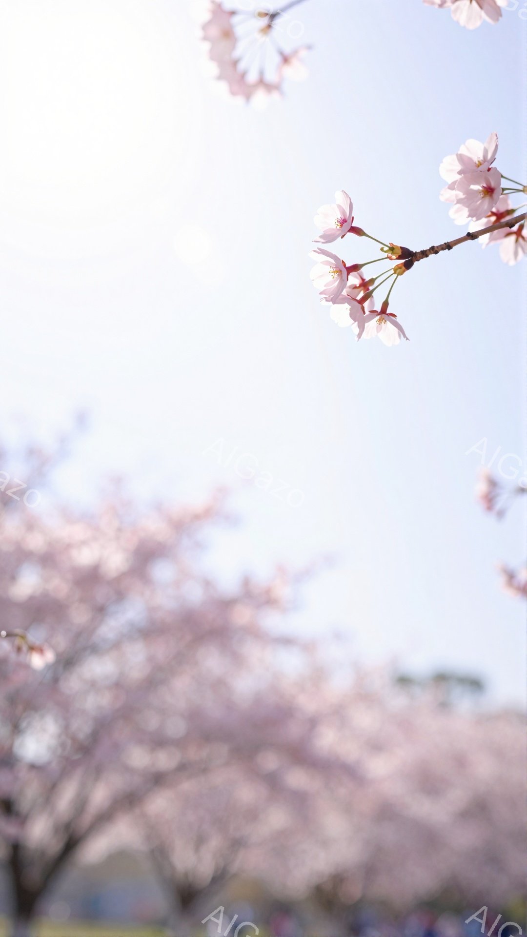 桜の花が咲き誇り、春の息吹を感じさせる写真です。空は淡い青色で、桜の淡いピンク色が美しく調和しています。背景にはぼんやりと緑の草地と人々が見え、穏やかで幻想的な雰囲気が漂います。