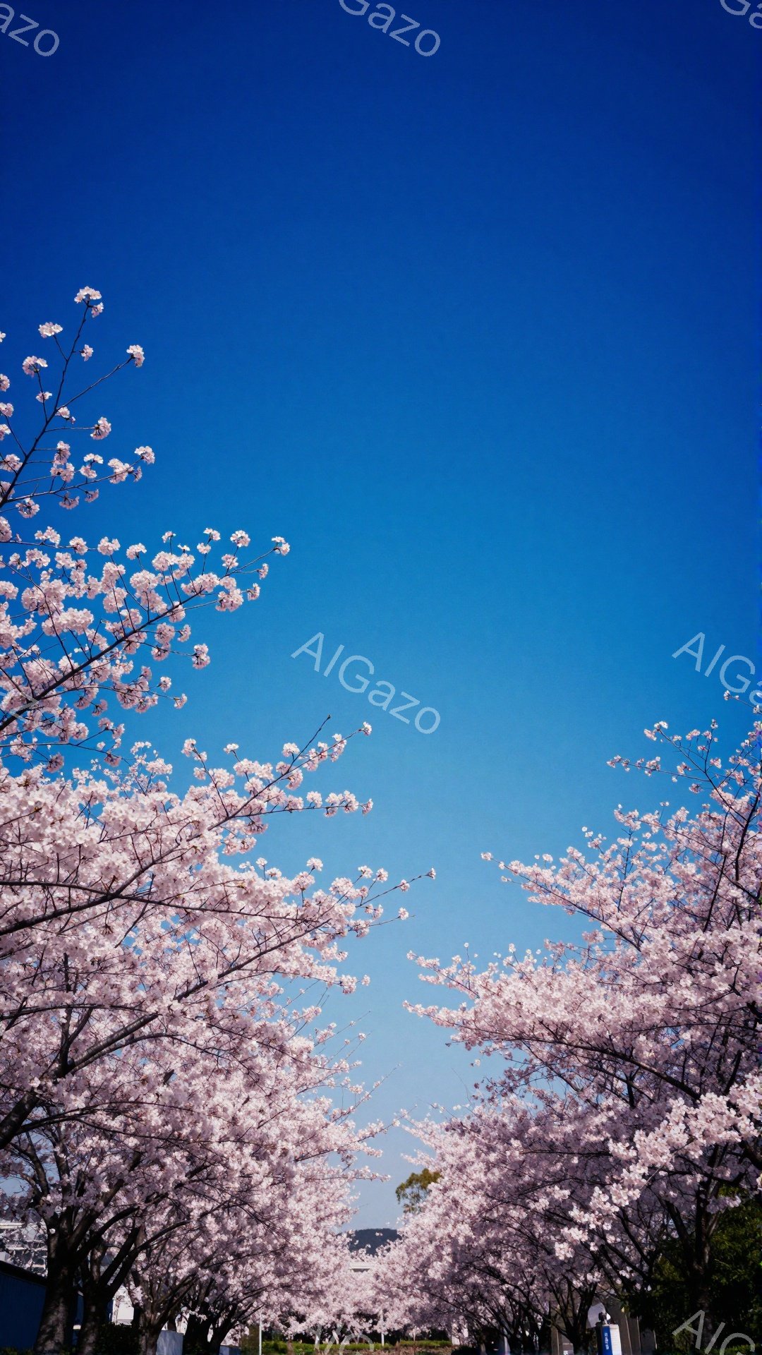 青空の下、桜並木が続く美しい風景です。桜の花はふっくらと咲き誇り、春の訪れを感じさせます。遠くには建物が見え、穏やかで明るい雰囲気が漂っています。