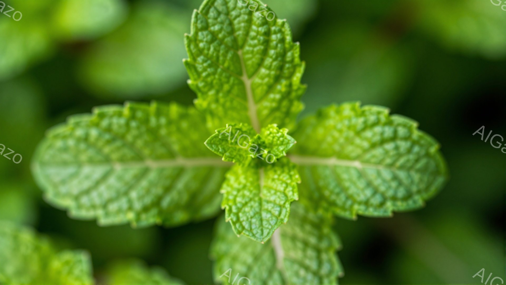 鮮やかな緑色のミントの葉がクローズアップで捉えられています。葉脈がはっきりと見え、葉の縁にはギザギザとした特徴があります。背景はぼやけた緑色で、植物が生い茂っている様子が伺え、全体的に爽やかで自然な雰囲気を醸し出しています。