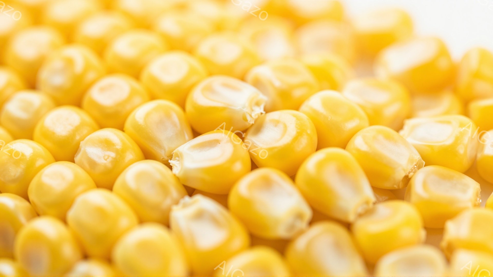 画像は、黄色いトウモロコシの粒が密集して写っています。粒は丸みを帯びており、それぞれの粒にわずかな光沢と影が見られます。背景は白く、トウモロコシの鮮やかな黄色が際立っています。 - AI生成フリー素材