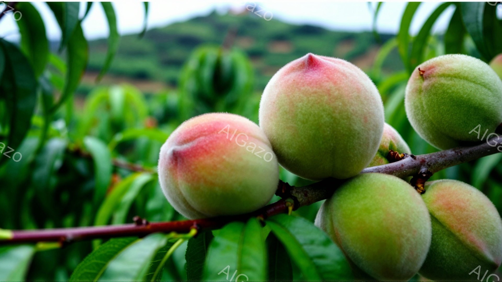 画像には、枝に実った桃がいくつか写っています。桃はまだ緑色を帯びており、熟しきっていないことがわかります。背景には緑豊かな葉っぱとぼやけた風景が広がっており、自然の中で育つ桃の新鮮さを強調しています。