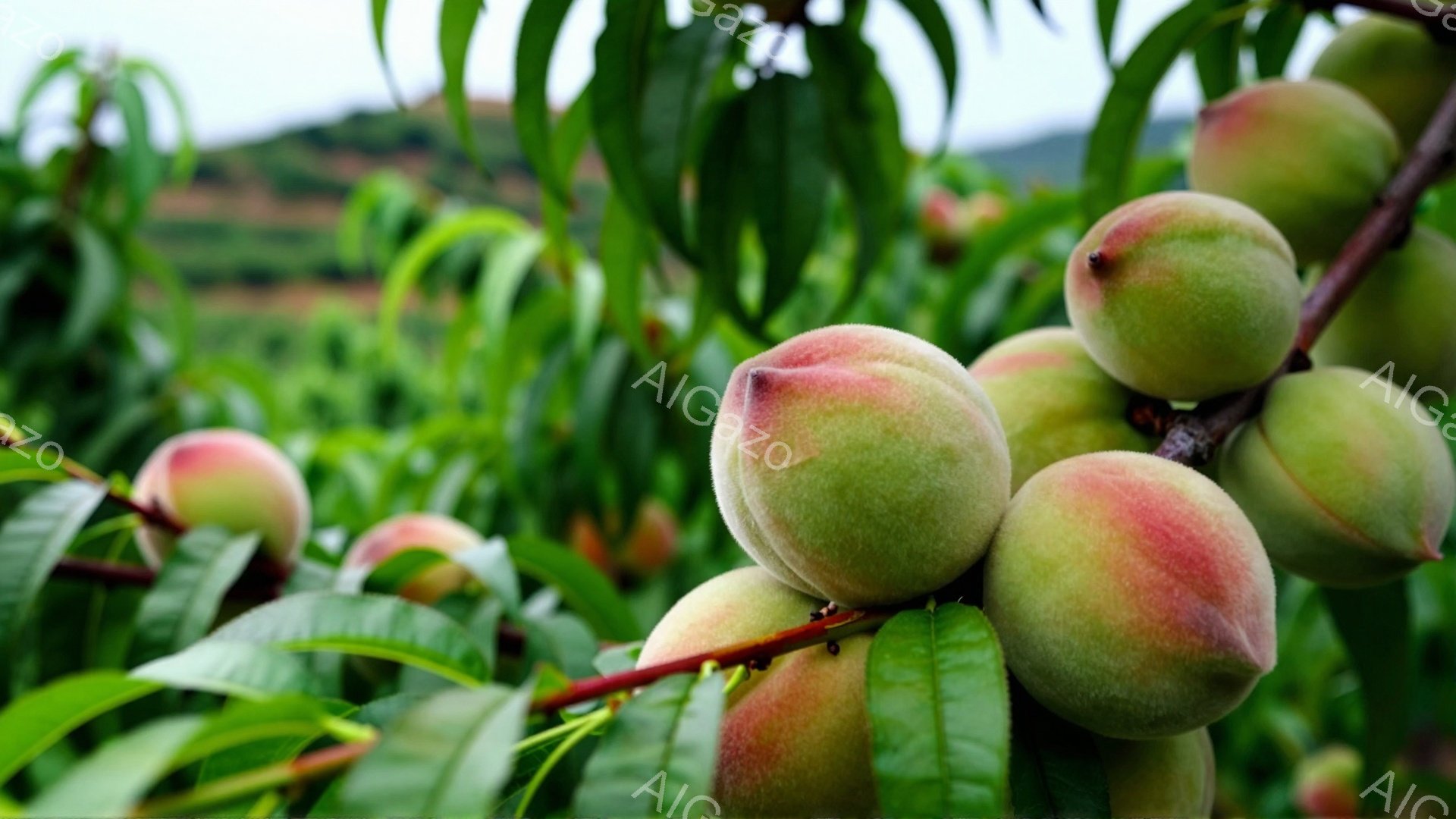 鮮やかな緑の葉に囲まれた桃が密集して写っています。桃はまだ青みがかった緑色で、熟しきっていない様子が伺えます。背景にはぼんやりと山々が見え、穏やかで自然豊かな雰囲気が漂っています。 - AI生成フリー素材