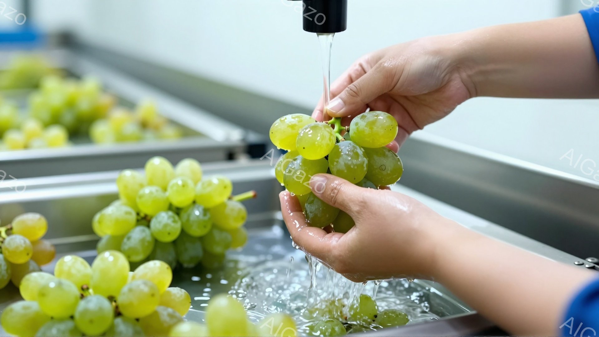鮮やかな緑色のブドウが、ステンレス製のシンクで水洗いされています。誰かの手がブドウを握り、水流の下で丁寧に洗っている様子が捉えられています。背景には同様に水洗いされたブドウが並び、工業的な処理ラインの一部であることがわかります。