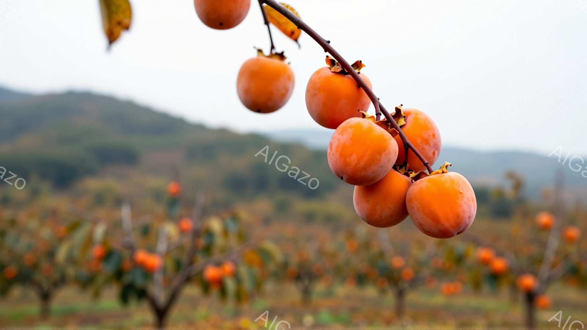 柿の木に実った鮮やかなオレンジ色の柿がいくつか並んでいる。背景には、ぼやけた柿畑が広がり、遠くには緑色の山々が見える穏やかな風景である。全体的に、秋の収穫の喜びを感じさせる、暖かく、自然な雰囲気の画像である。